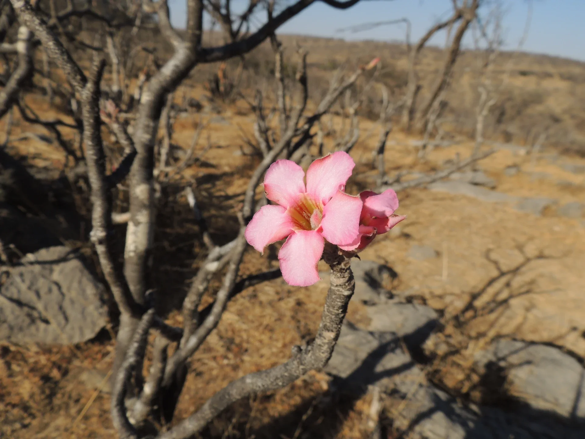 desert-rose-flower-01.webp