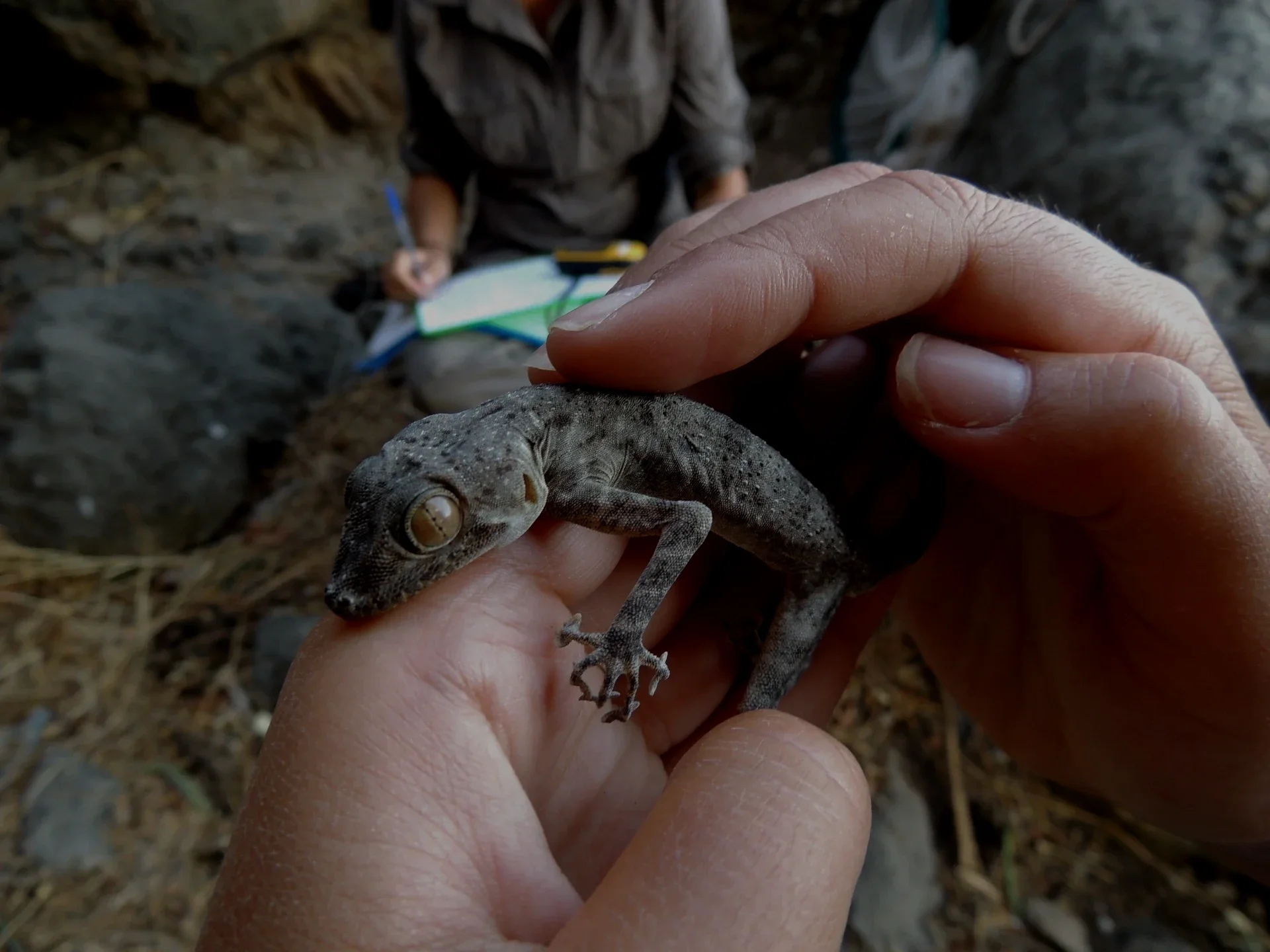 A person dressed in light clothing, wearing a hat, standing on a rocky ledge with dry trees around, holding a tablet and binoculars while observing a mountainous landscape