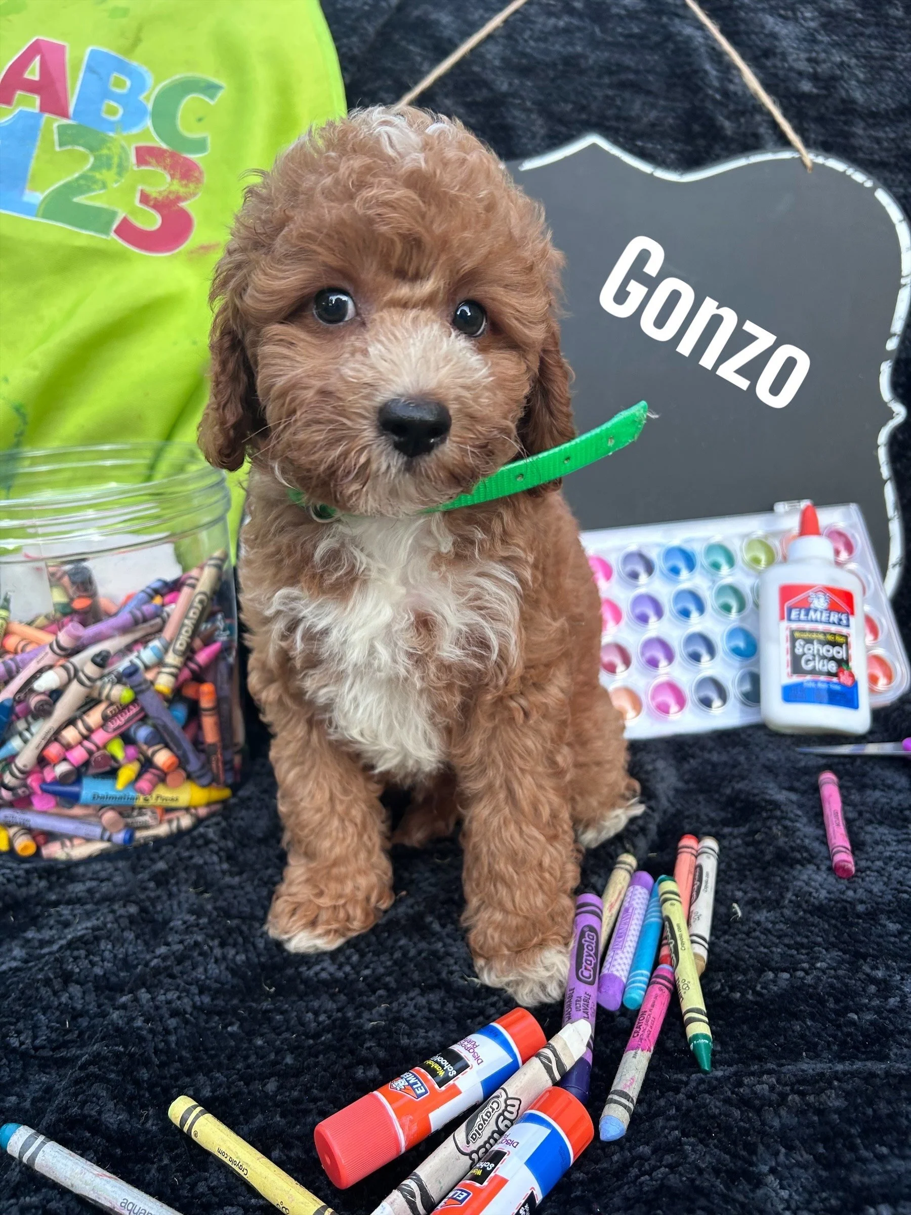 Photoroom_000_20250807_191026 (1).jpeg