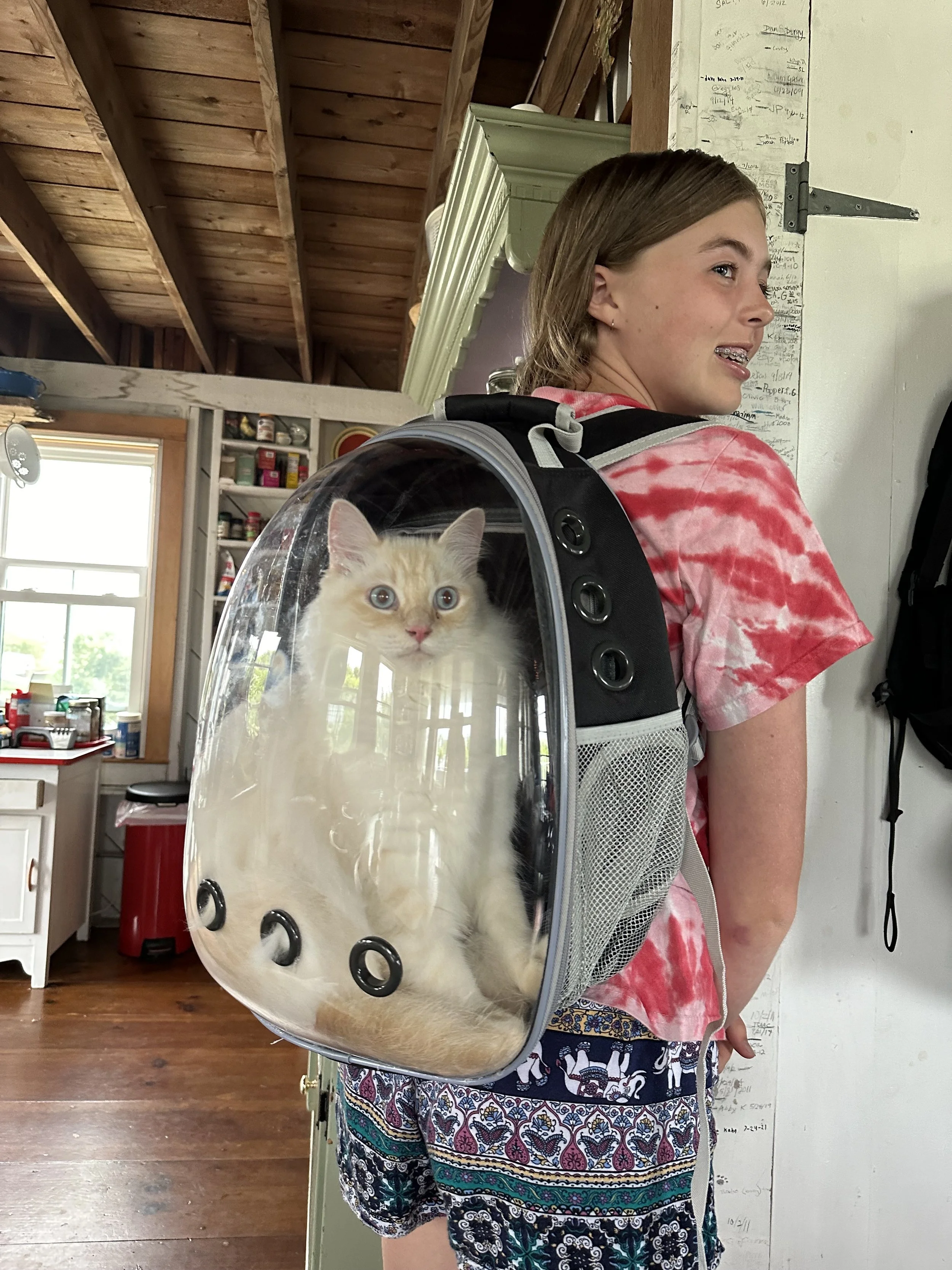 A New Mode of Cat Transportation