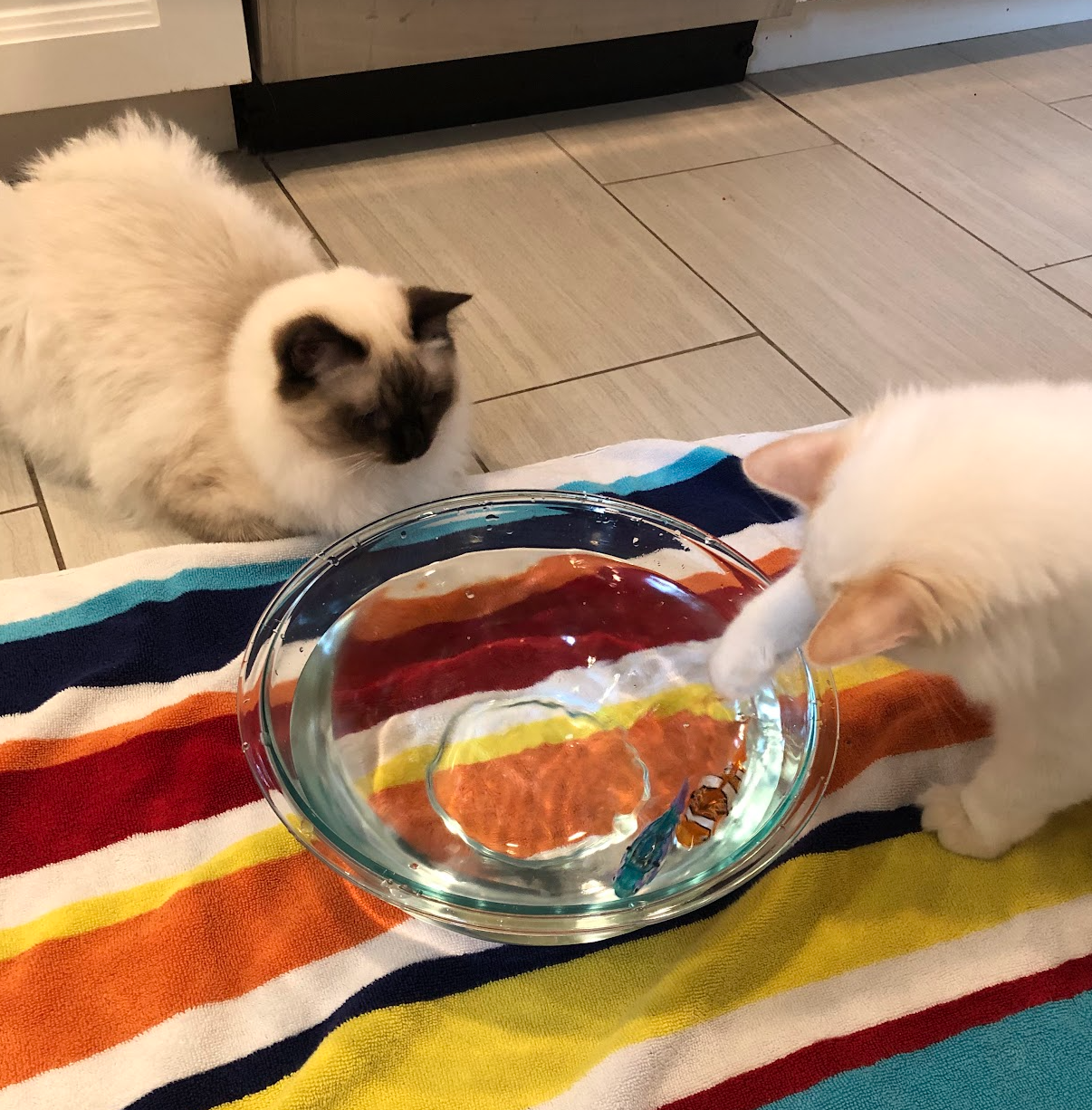Echo and Ember’s Journey Progresses