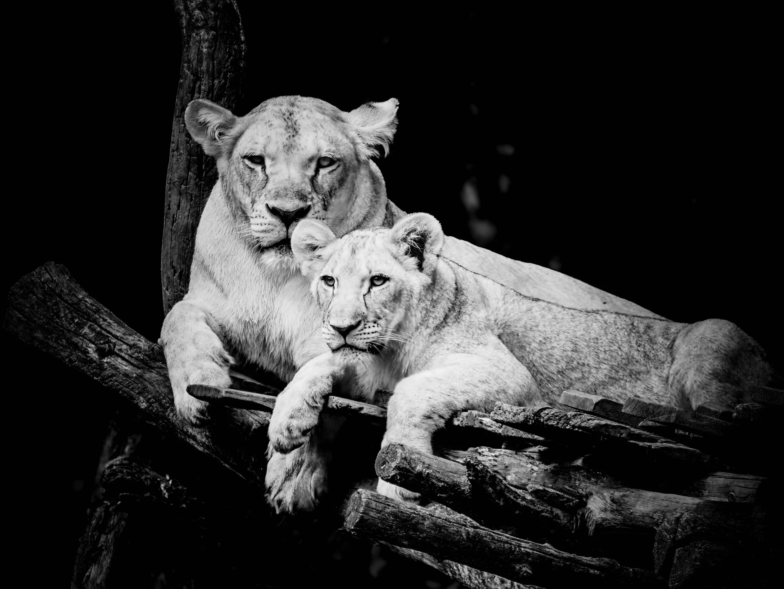 Tierportraits in schwarz-weiss