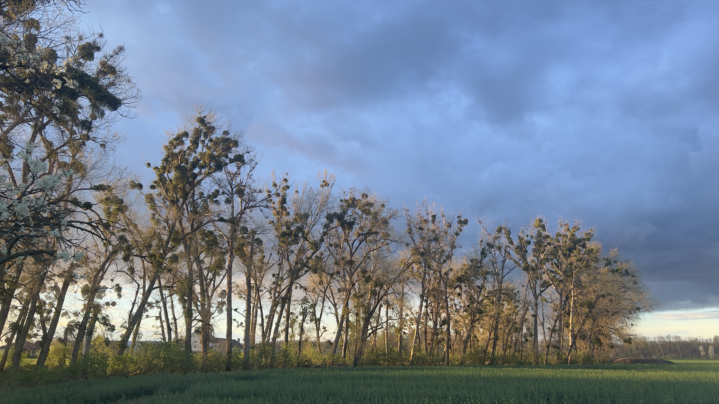 Baumreihe mit Windwürmern bei Sonnenuntergang, dunkle Wolken am Himmel, grünes Feld im Vordergrund