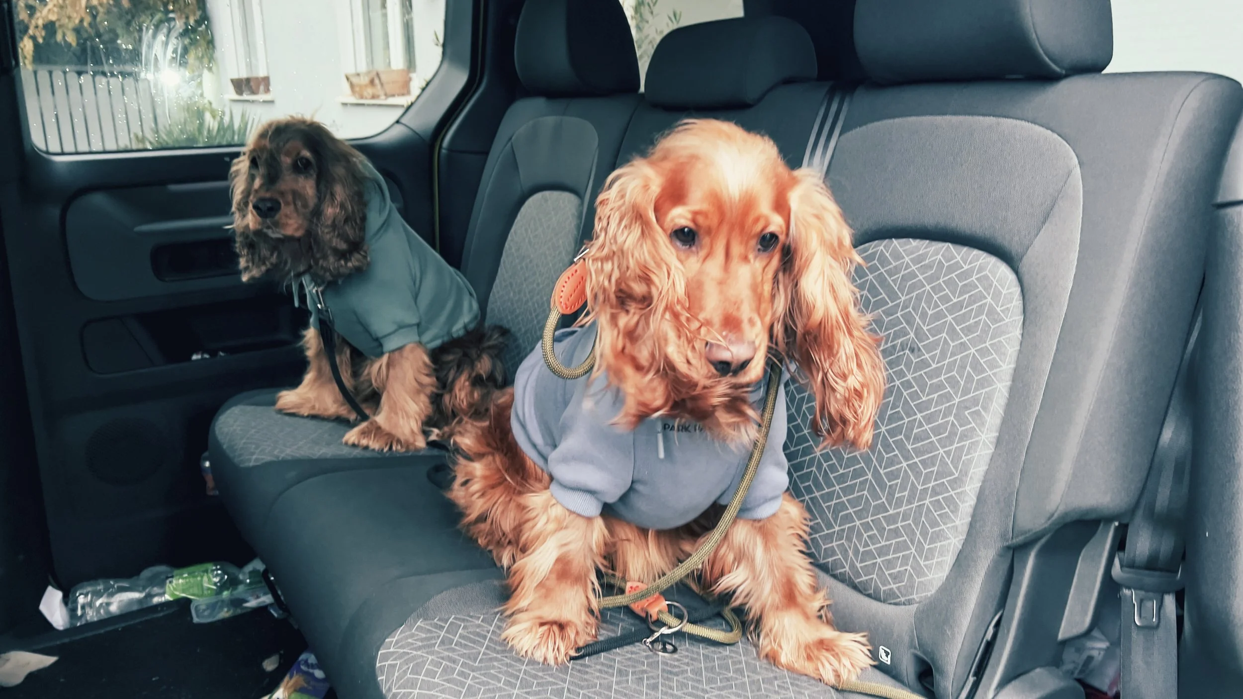 Zwei retrieverähnliche Hunde in Jacken sitzen in einem Autositz. Einer vorne, der andere hinten.