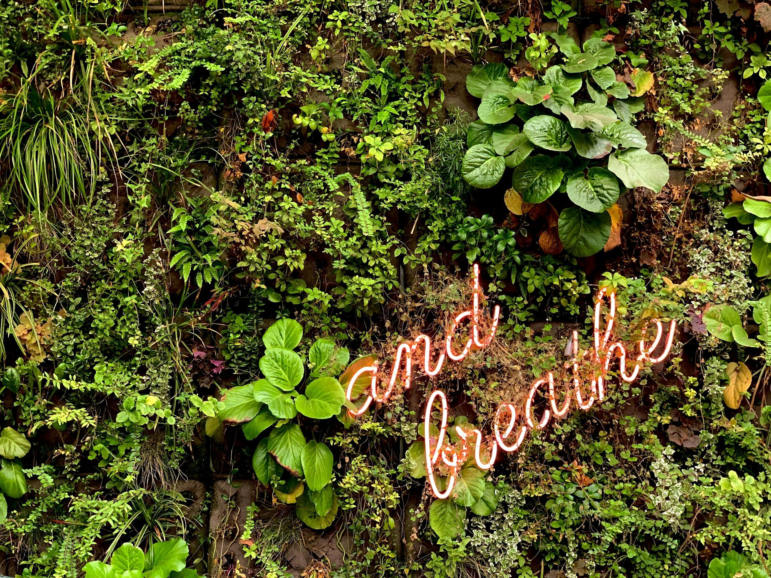 RESPIRATION AS RESTORATION:Breathing Into Fullness, Well-Being, and the Season of Light