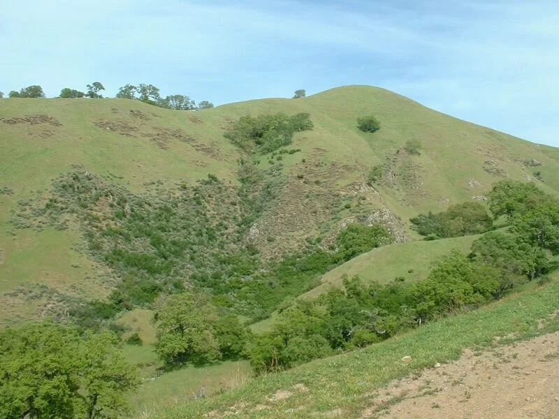 A green grassy hillside dotted with dark green shrubs and small trees rising to a ridgeline under a pale sky in Sunol Regional Wilderness.