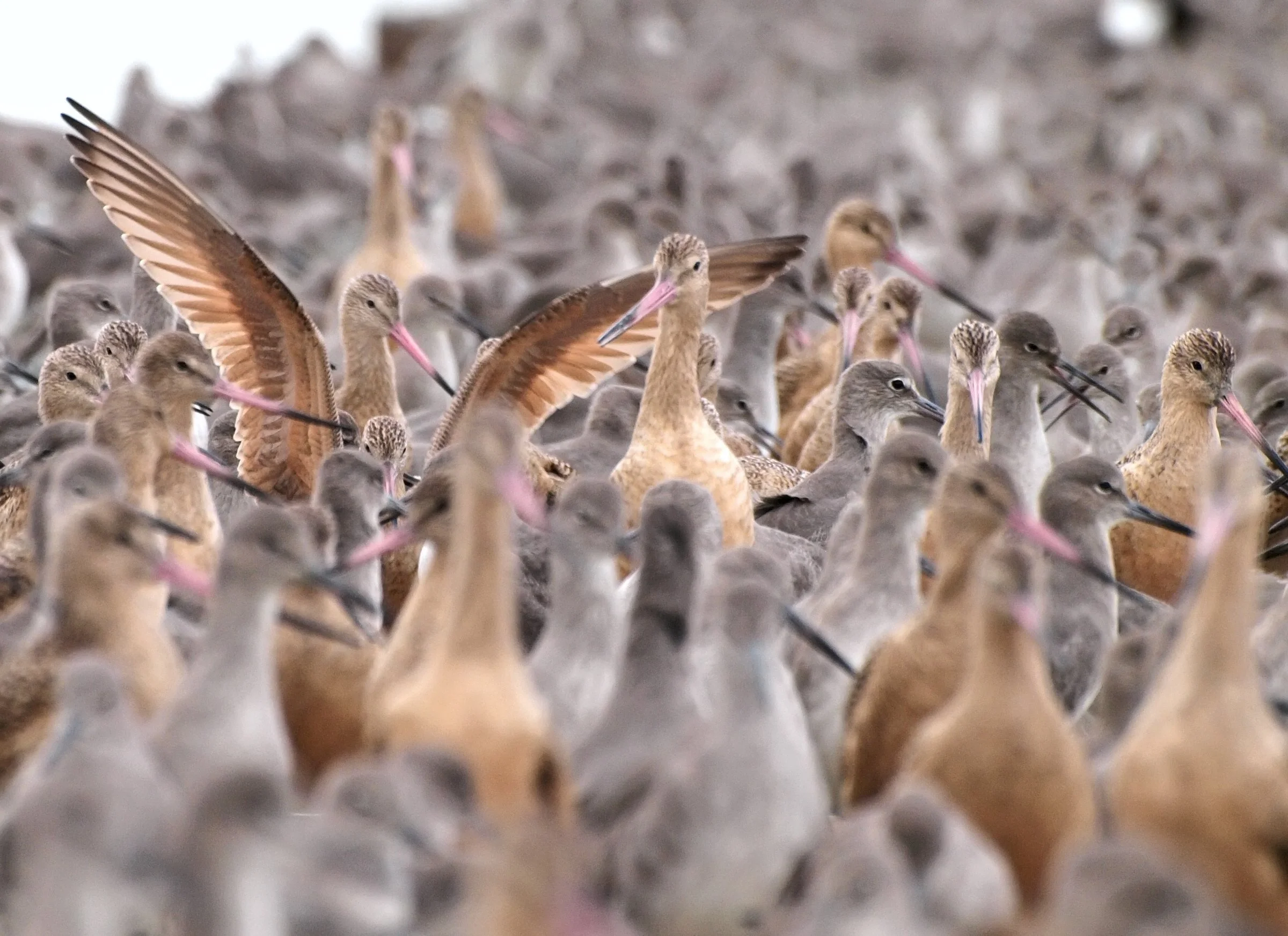 A dense flock of willets and marbled godwits, long bills and mottled brown wings, crowds together at the edge of a Bay marsh.
