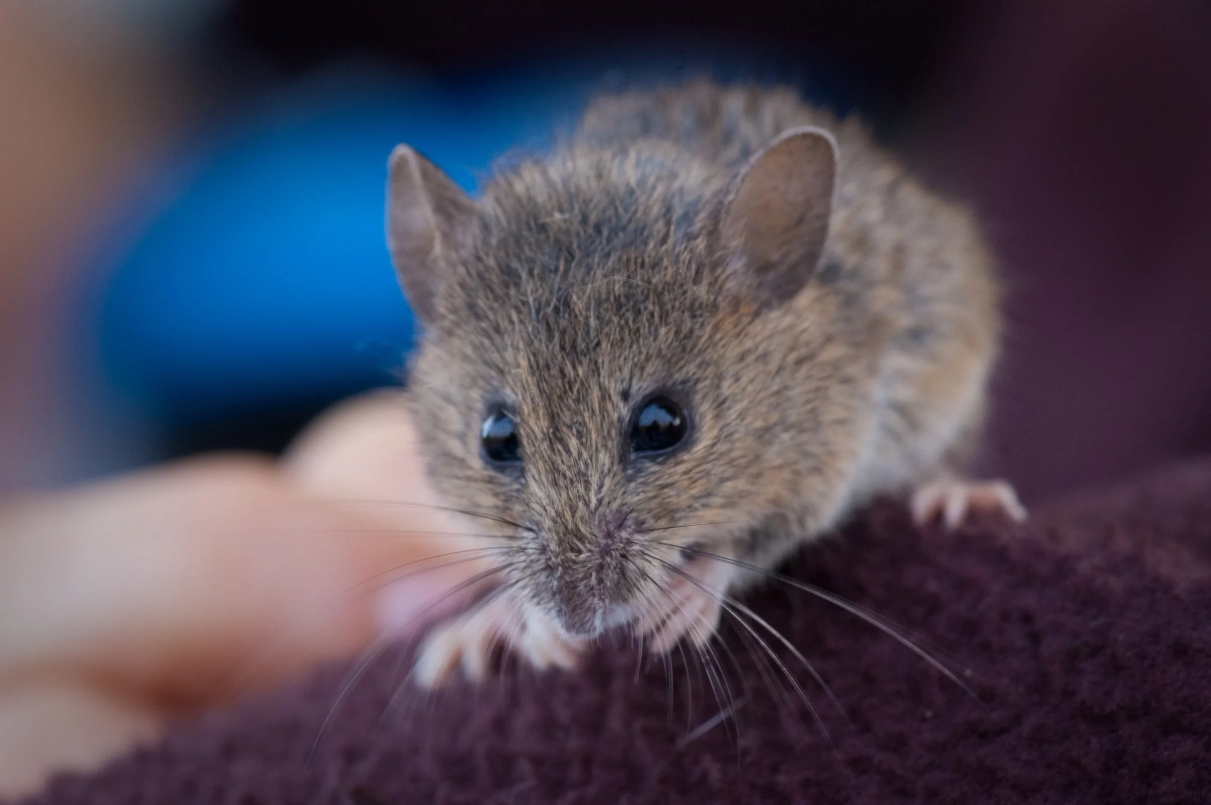 An endangered salt marsh harvest mouse, small and brown with large dark eyes and round ears, perches on a person's hand.