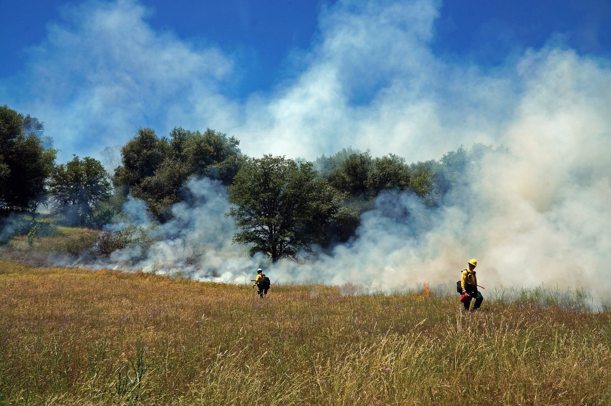 BLM and CAL FIRE firefighters conduct a prescribed burn at Cronan Ranch in the Sierra foothills, June 2019. California’s goals for “beneficial fire” cover both prescribed and cultural burning. Photo: Monte Kawahara, Bureau of Land Management