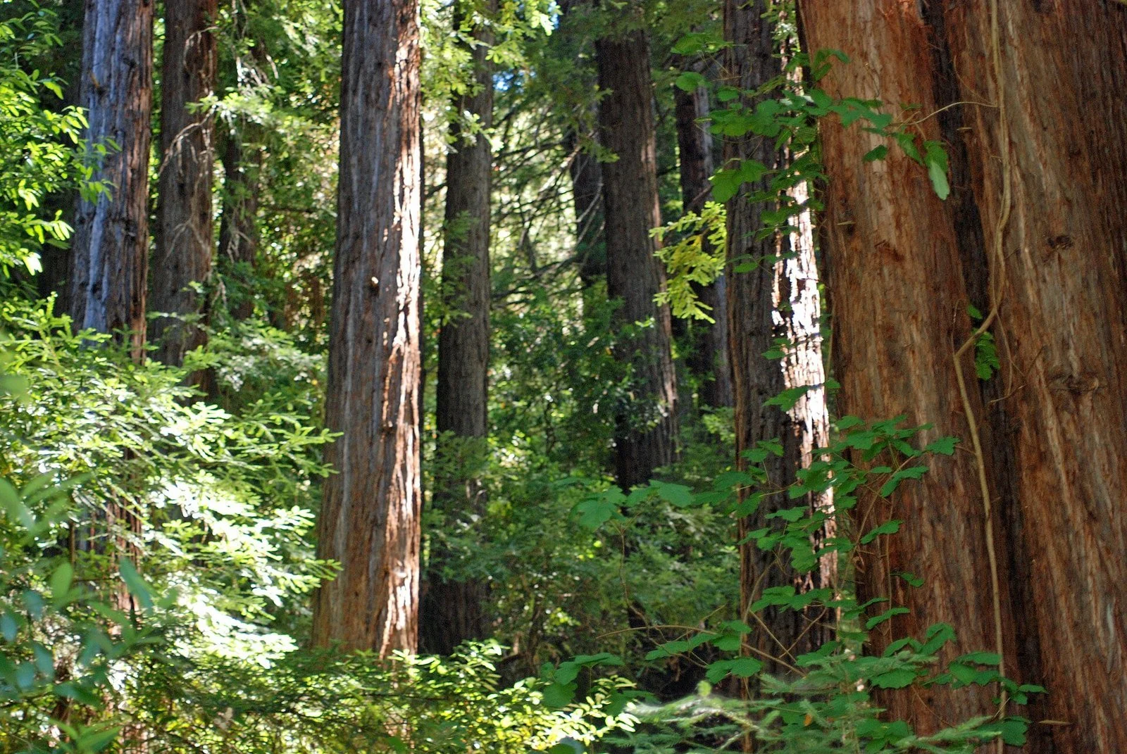 Tall coast redwoods rise on a shaded hillside above San Francisquito Creek in Jasper Ridge Biological Preserve.