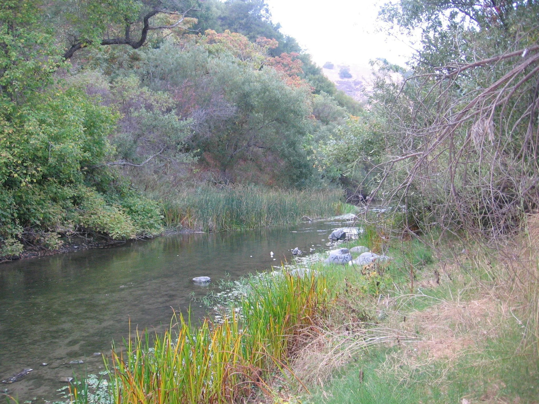 Alameda Creek runs shallow between reeds and steep, wooded banks in Niles Canyon.