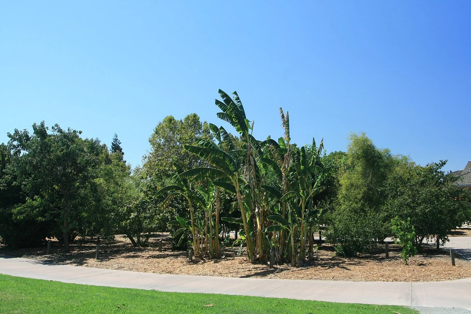 Banana plants and fruit trees grow beside a curving path in the rare-fruit orchard at Emma Prusch Farm Park under a clear blue sky.