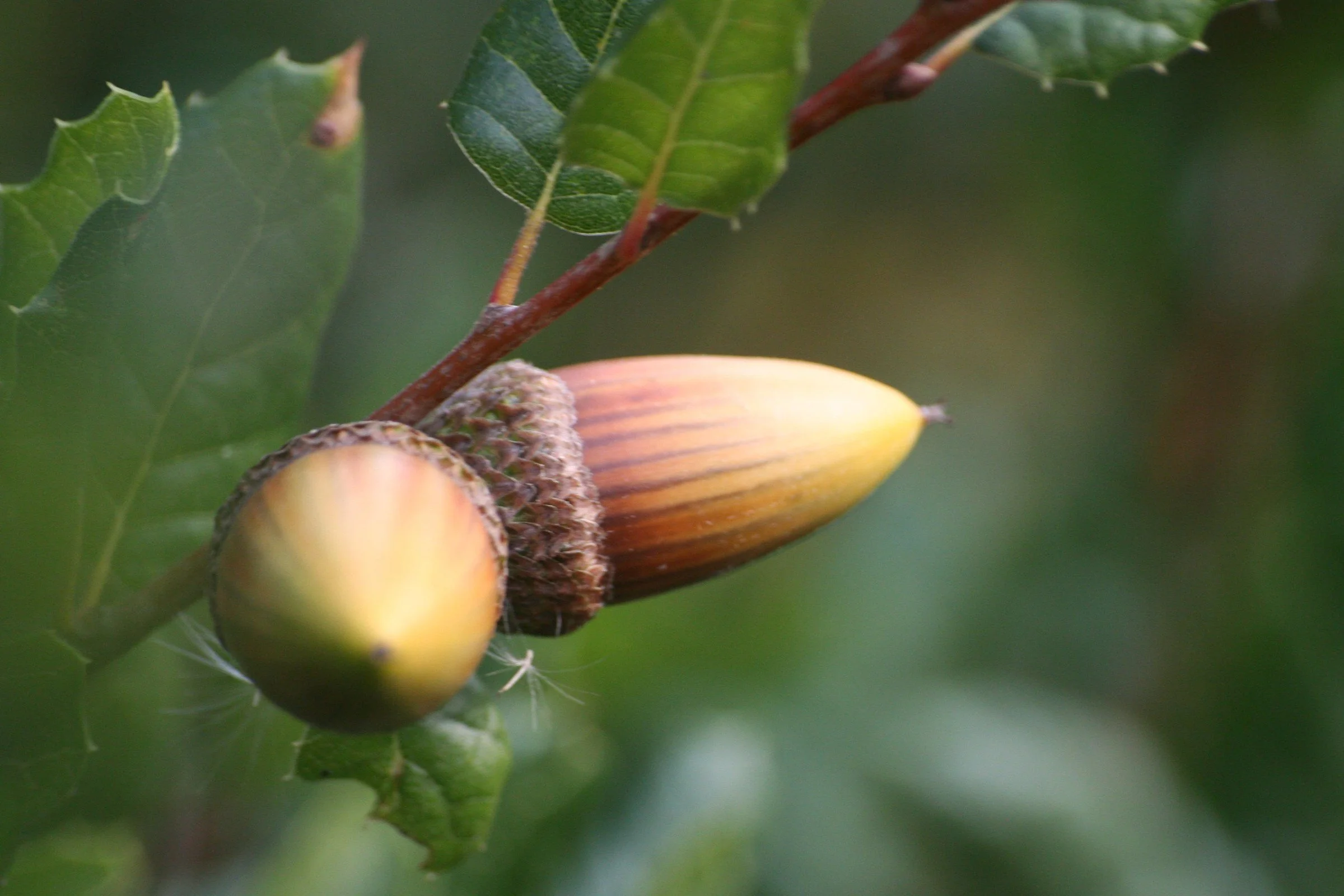 Coast live oak acorns on Mount Diablo. Insects that infest acorns are one target of cultural burning in California’s oak woodlands. Photo: John Morgan / Wikimedia Commons, CC BY 2.0