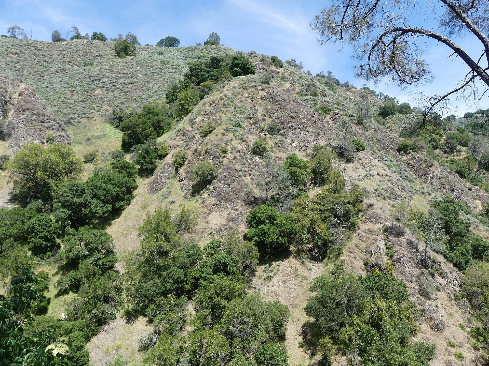 A hillside of oak, pine and silvery sagebrush at Alum Rock Park in the East San José foothills.