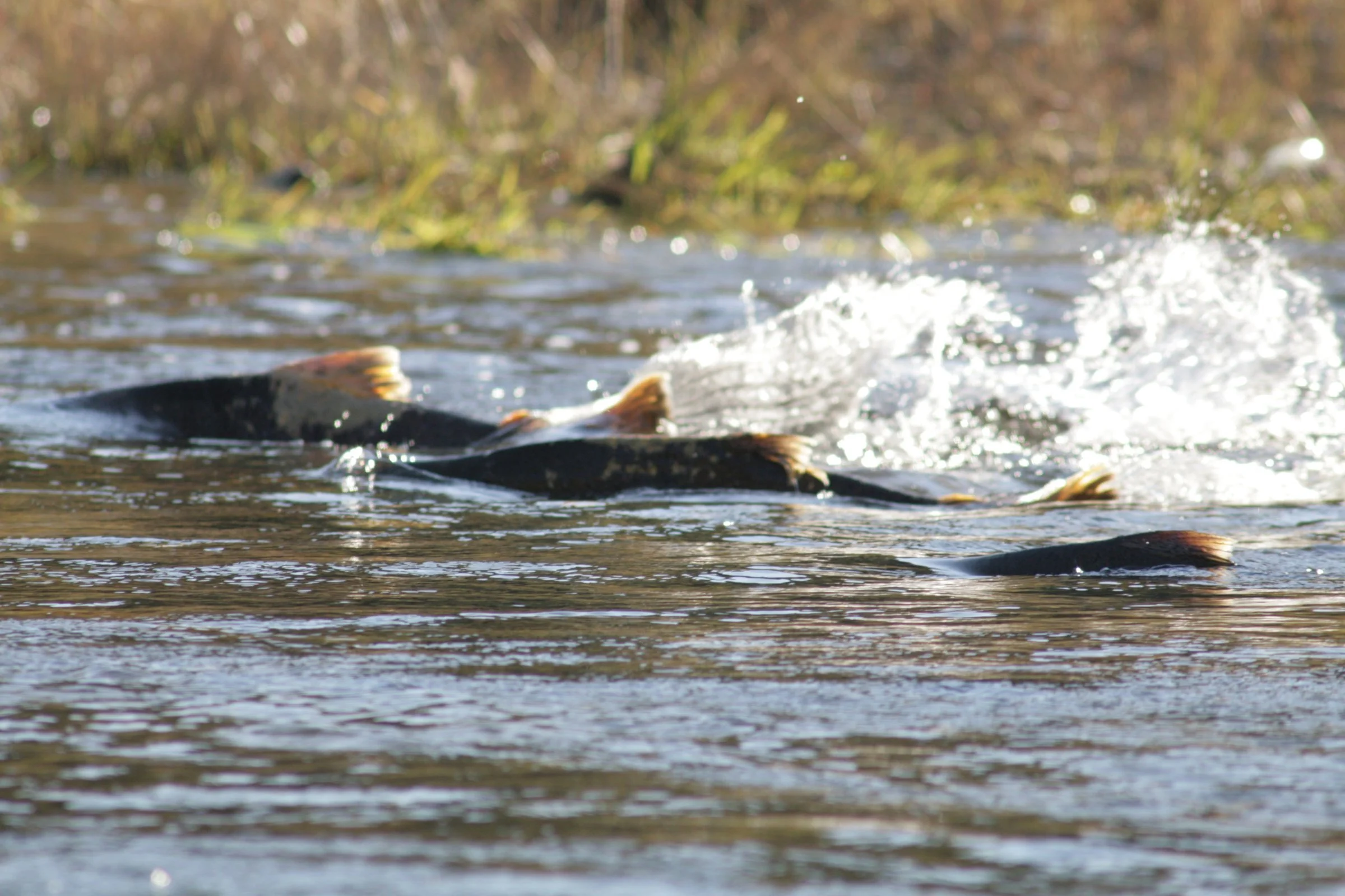 Several Chinook salmon thrash upstream through a shallow riffle, throwing up white spray.