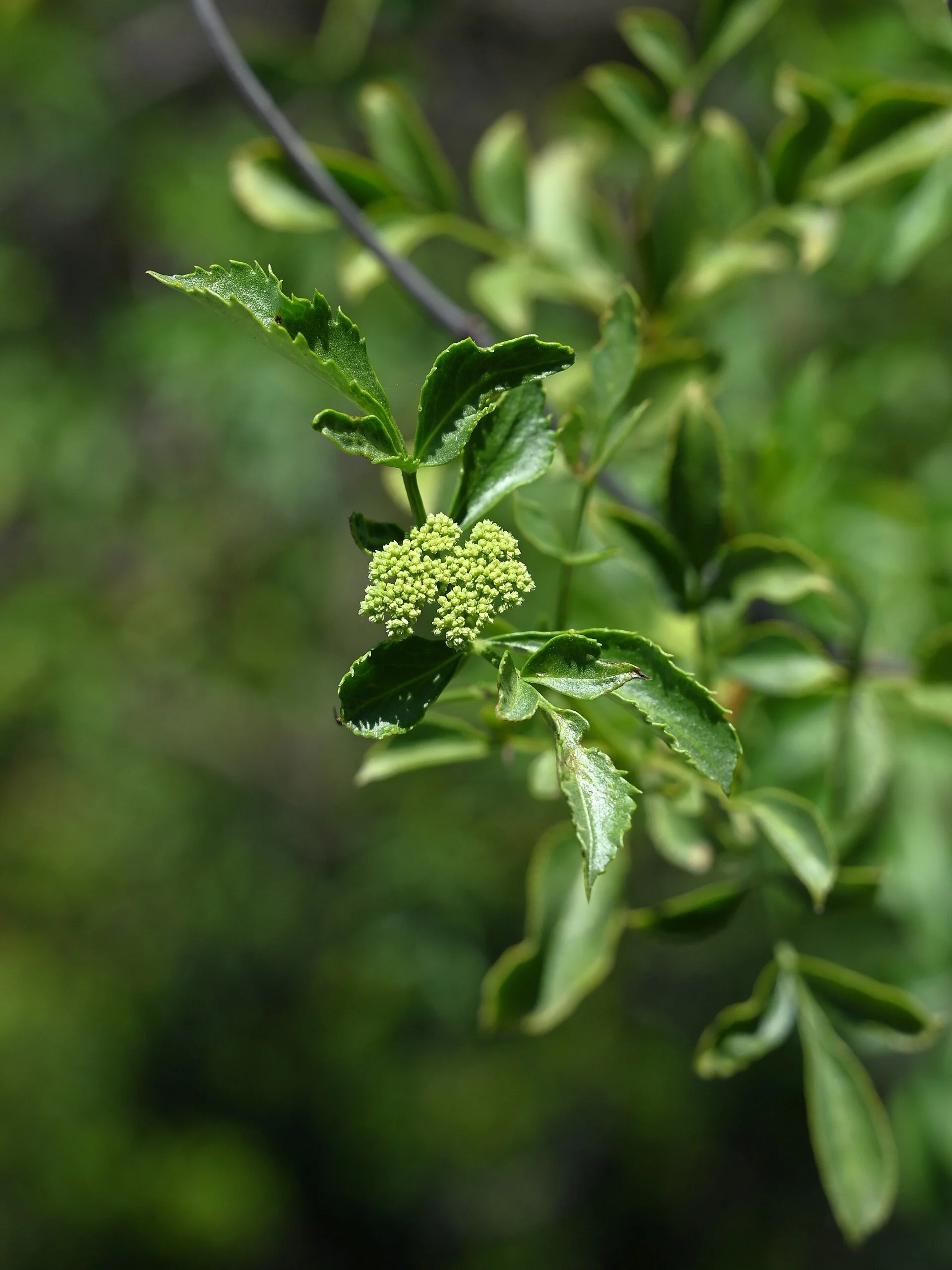 Flat clusters of tiny cream-colored elderberry flowers among green leaves.