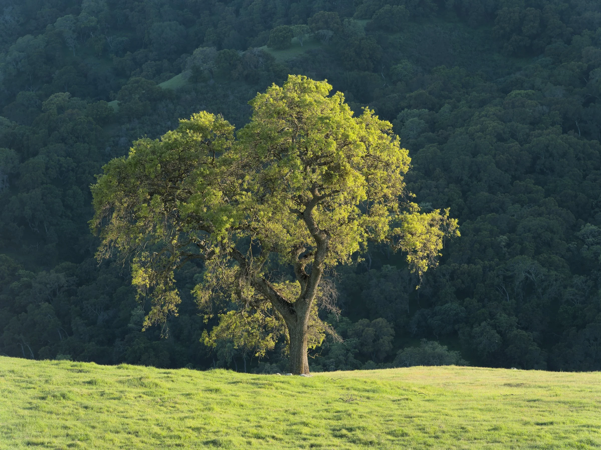 A lone oak spreads its crown over a bright green hillside in Sunol Regional Wilderness, backlit against dark woods.