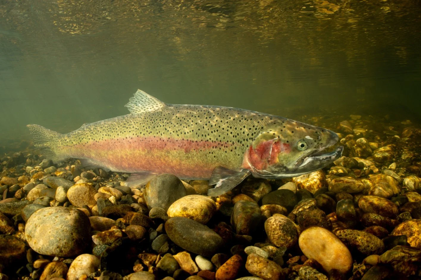 A steelhead trout with a pink lateral stripe swims low over a bed of rounded river cobbles.