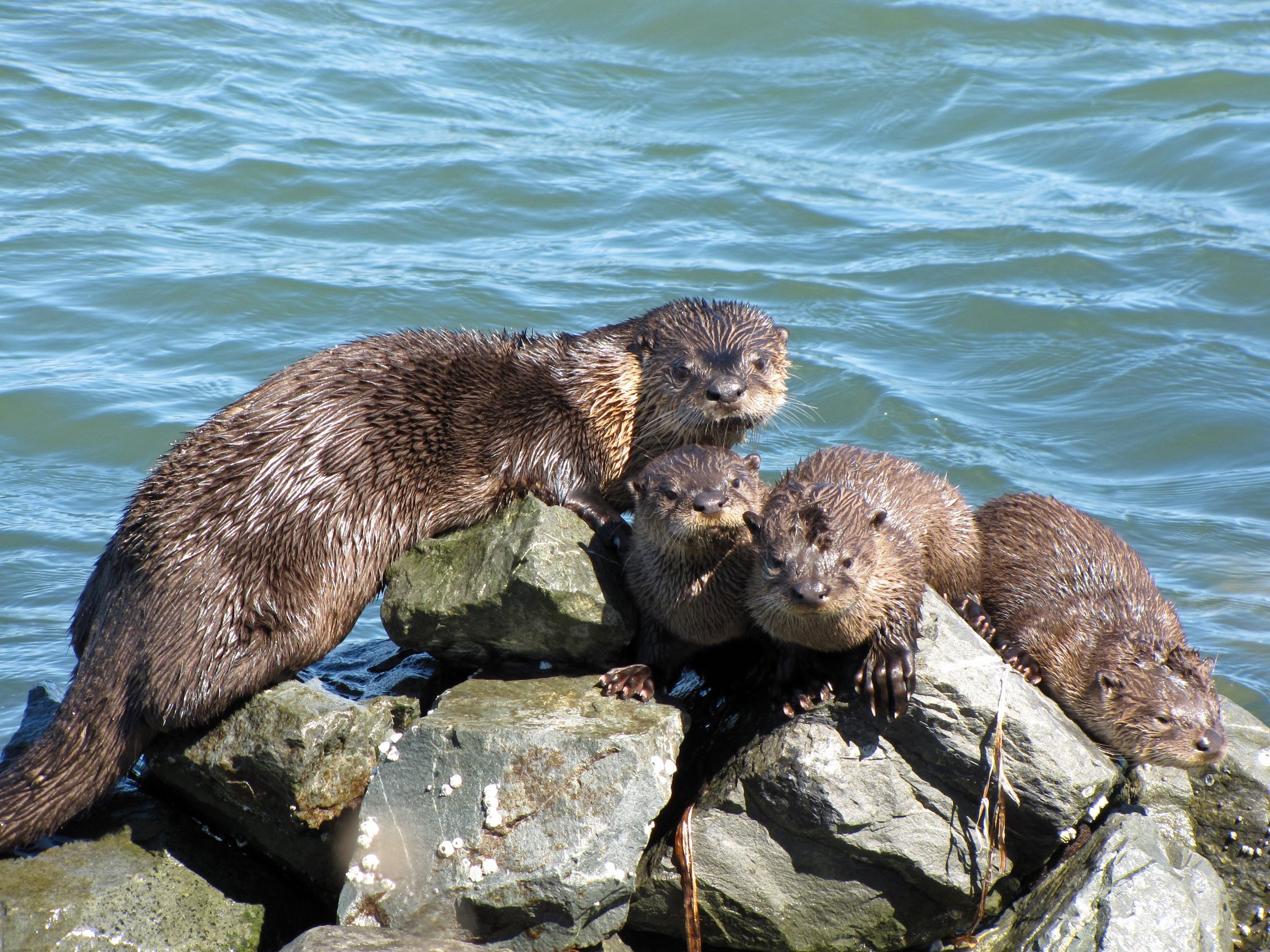 Four river otters cling to rocks at the edge of choppy, blue-green Bay water, looking toward the camera.