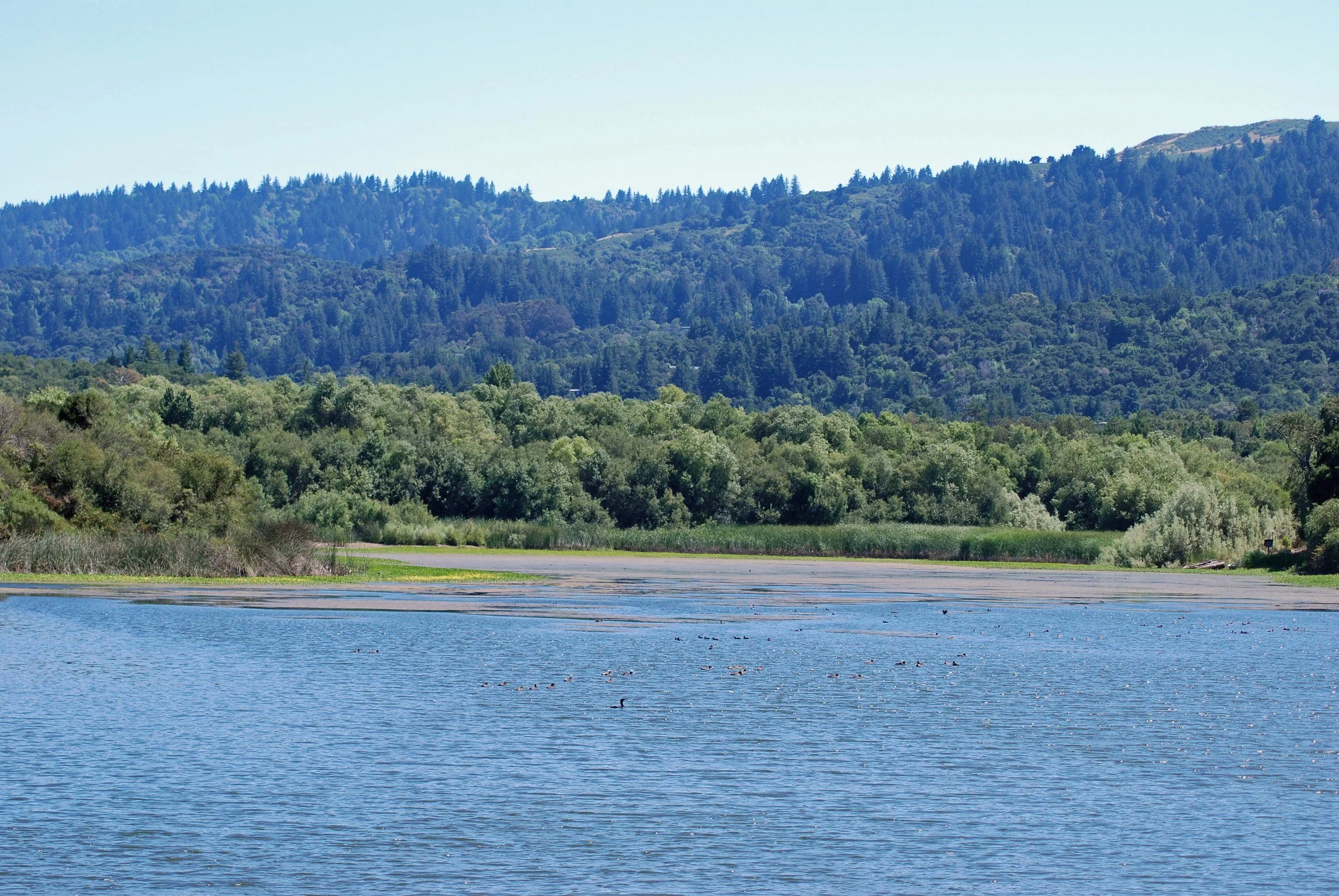 Looking south across Searsville Reservoir in Jasper Ridge Biological Preserve, Portola Valley. Photo: Schmiebel / Wikimedia Commons, CC BY-SA 3.0