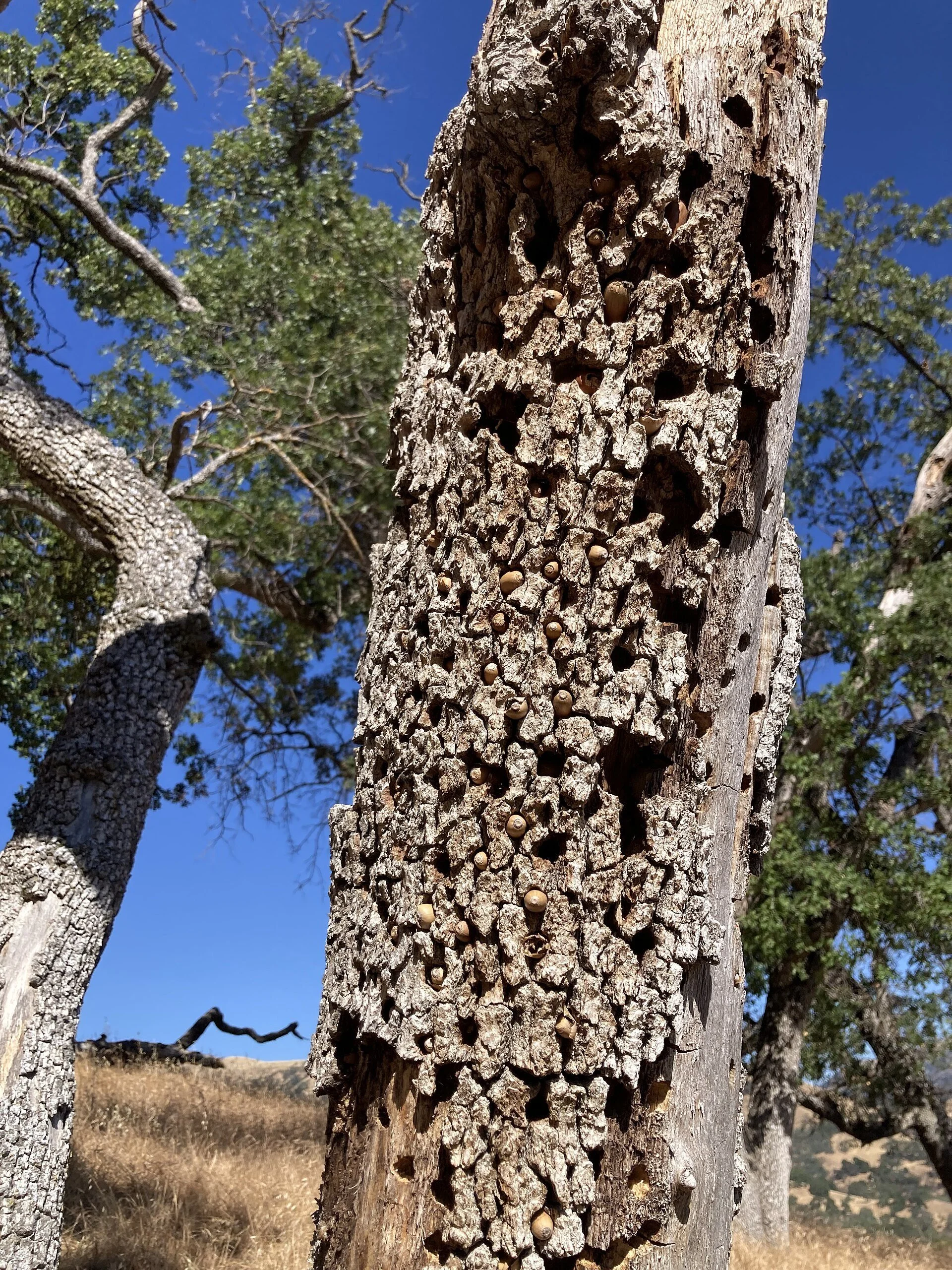 An acorn woodpecker granary at Sunol Regional Wilderness in the East Bay, June 2026. Photo: Awinch1001 / Wikimedia Commons, CC BY 4.0