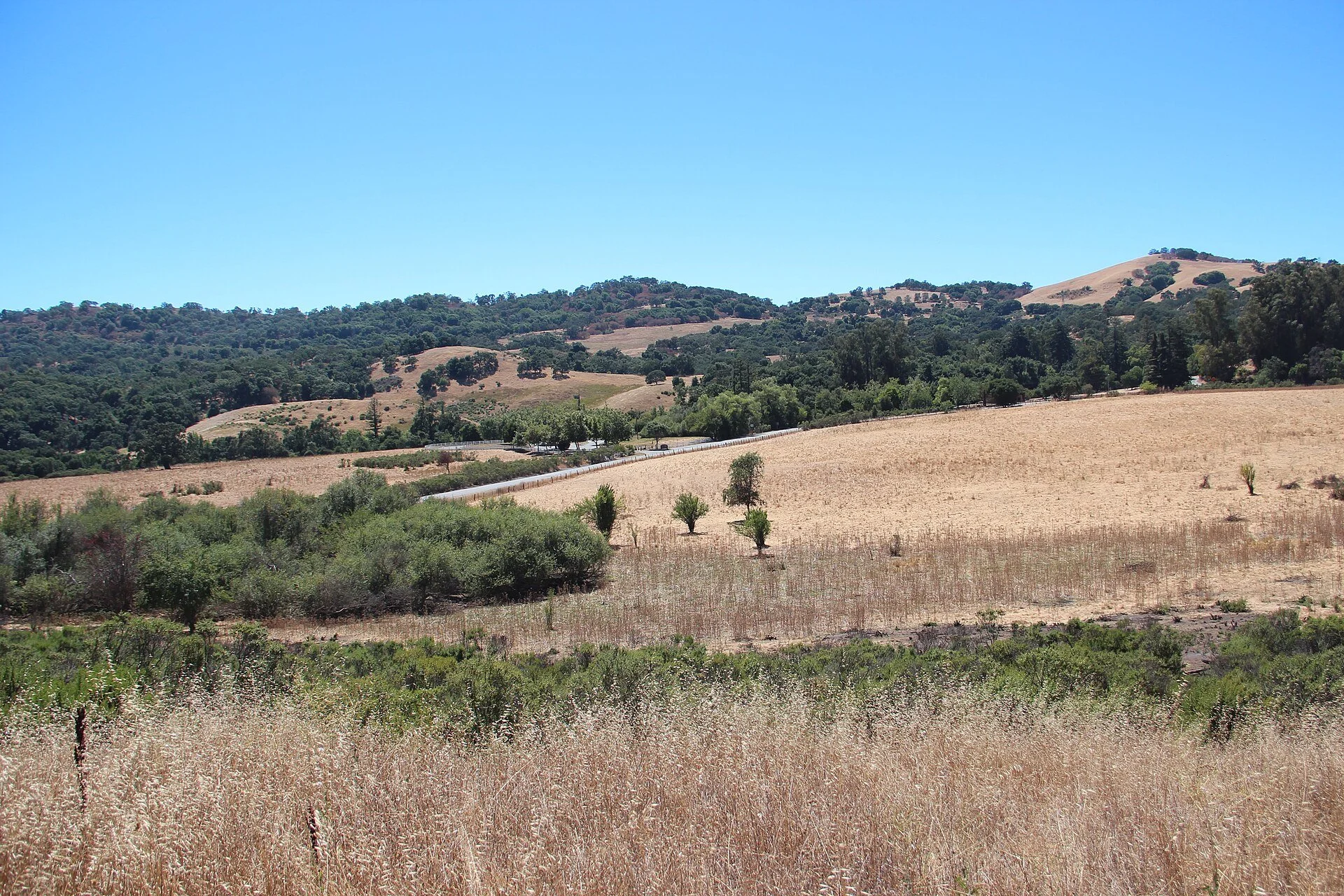 Rolling golden grassland dotted with oaks at Joseph D. Grant County Park in late summer.