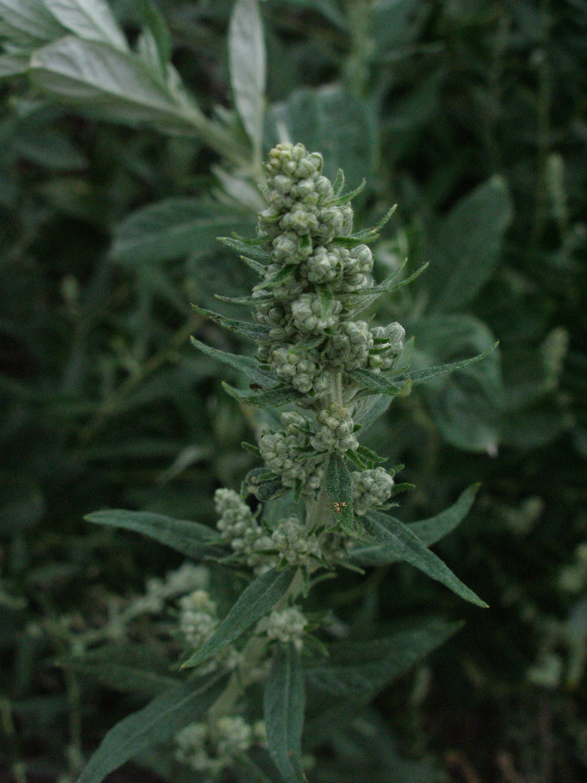 Close-up of the green, lobed leaves of California mugwort.