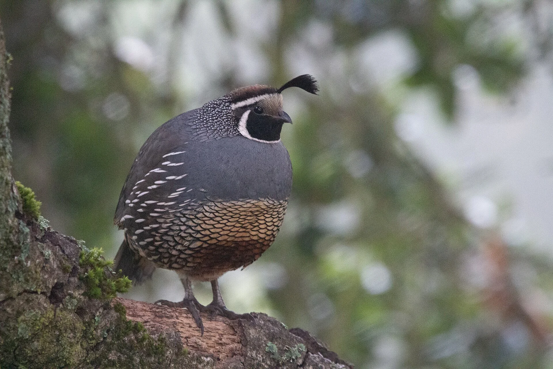 A California quail with its curled head plume perches in Joseph D. Grant County Park.