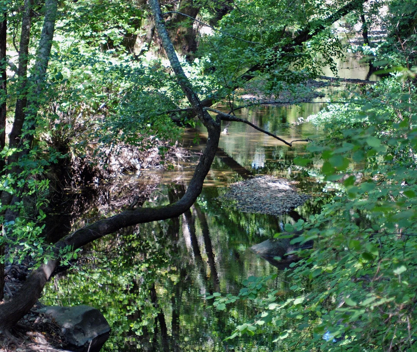 A shaded creek pool reflects overhanging branches and dense green foliage at Jasper Ridge Biological Preserve.