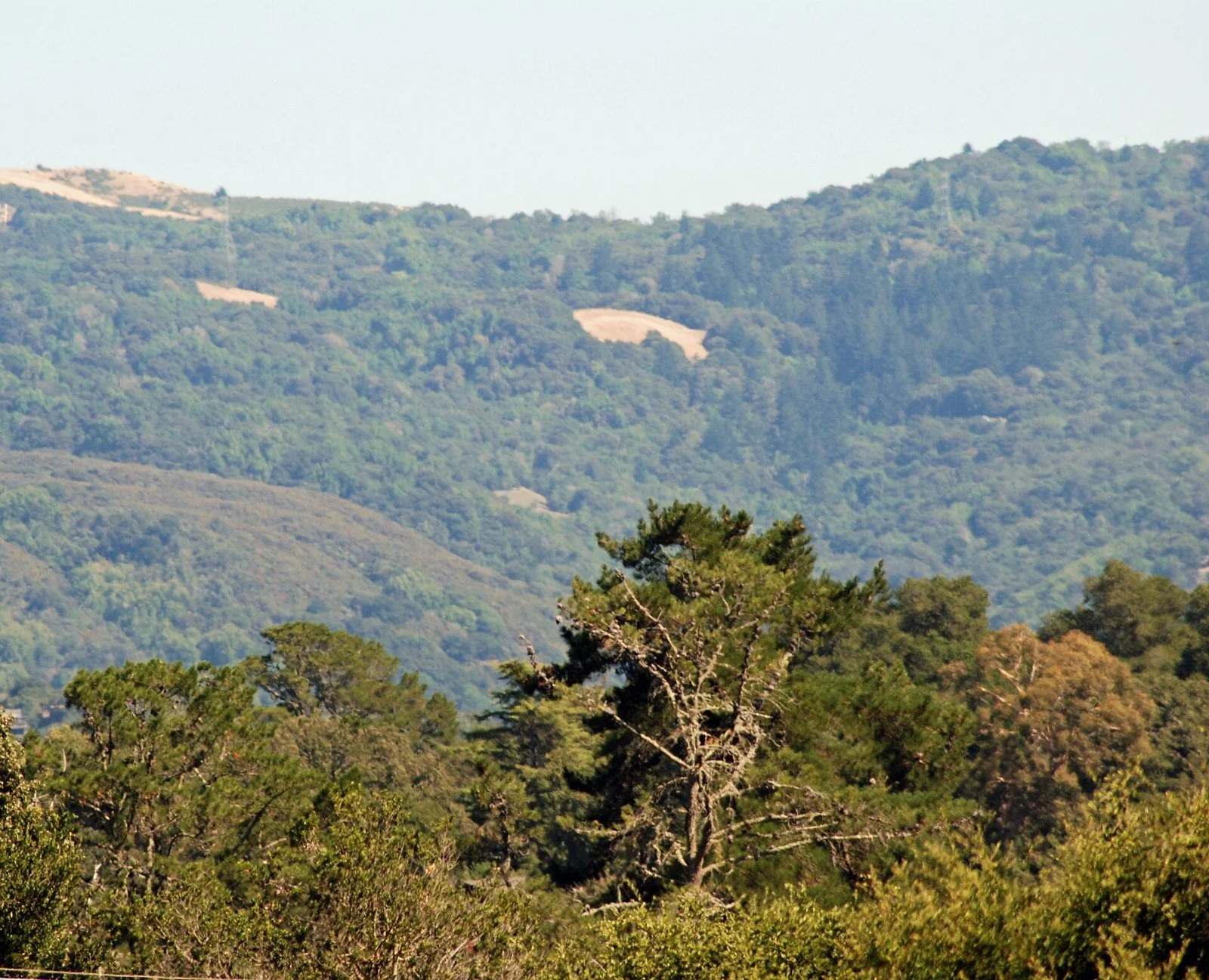 Wooded foothills and grassy ridges of the upper San Francisquito Creek watershed, seen from Jasper Ridge Biological Preserve under a summer sky.
