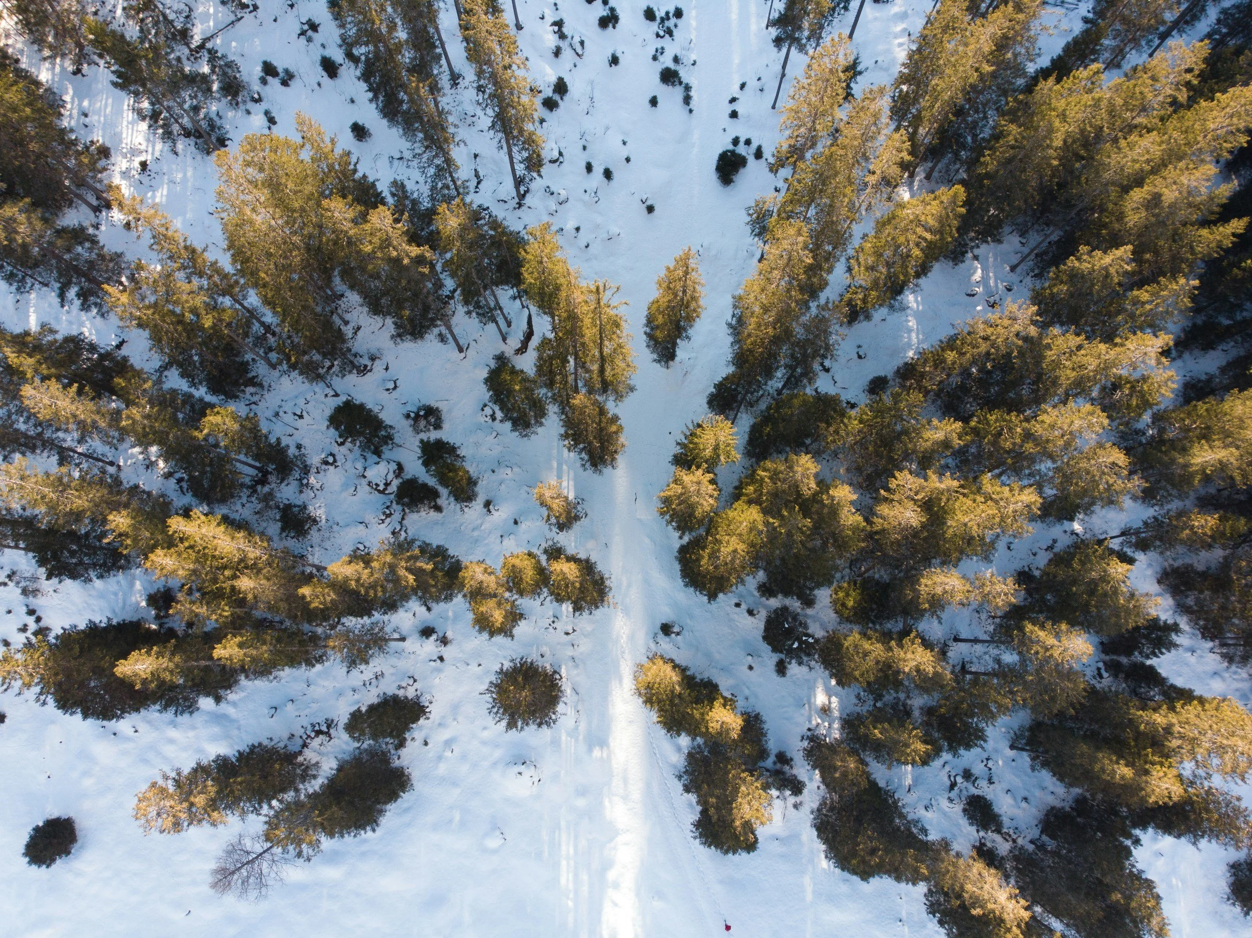 Drone aerial of trees with snow covered ground