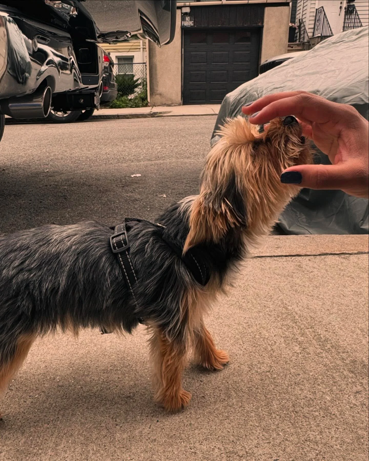 Hugged a Dog and had a Good Day🫶