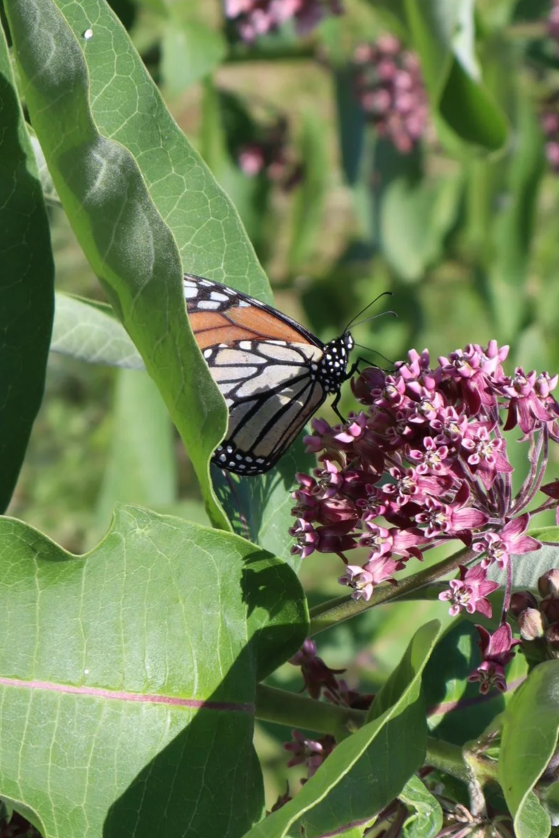     Monarch butterfly |   Danaus plexippus     
 
The monarch butterfly is culturally significant in Mexican culture as many relied on them for certain celebrations. They believed to help spirits transition between life and the afterlife.