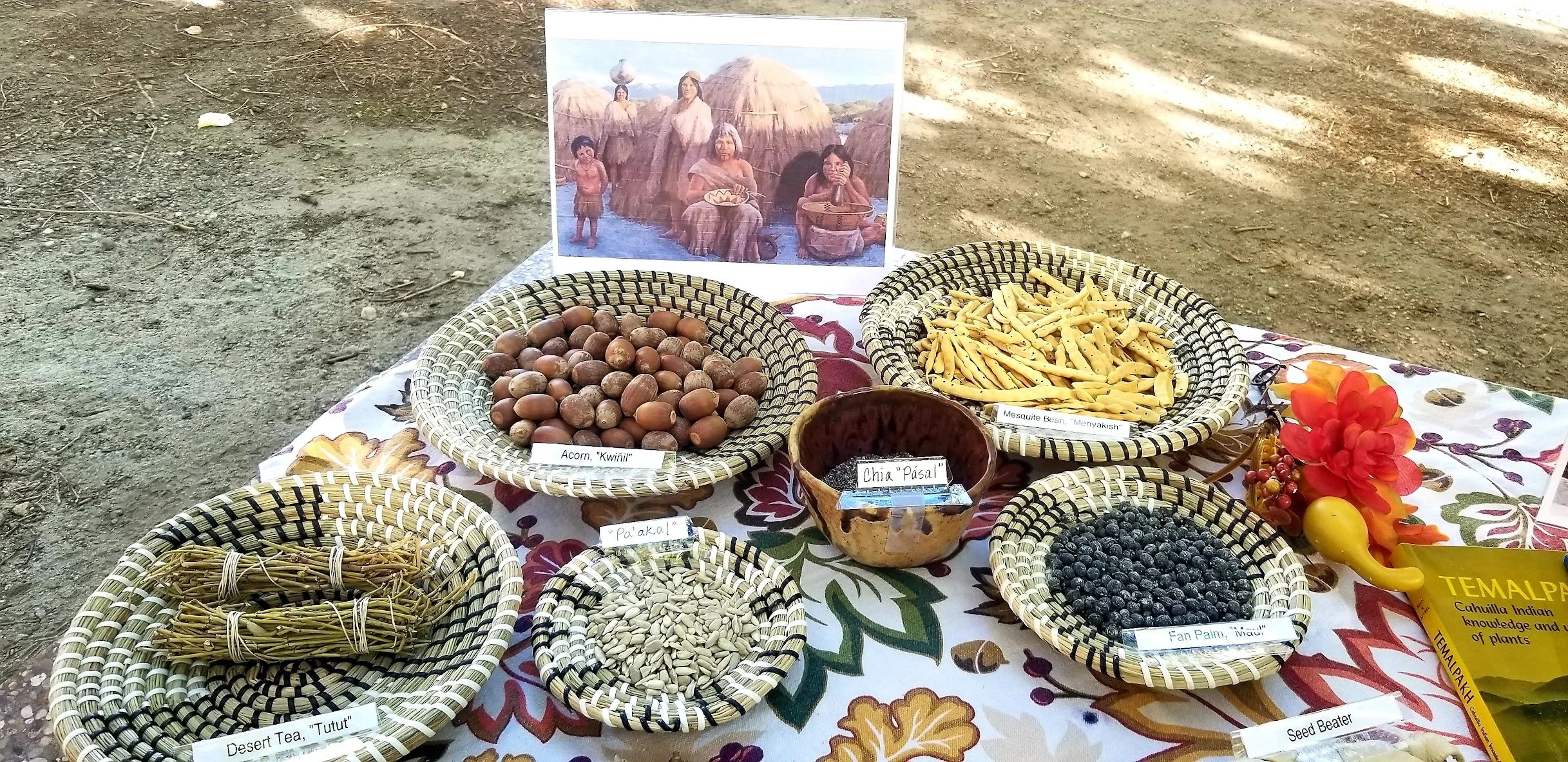     Basket rush | Seily |   Juncus textilis     
 
Basket rush is valued for its variety of colors and is skillfully collected by the Cahuilla, Kumeyaay, and Chumash peoples. As the name suggests, this plant is favored when weaving baskets because of