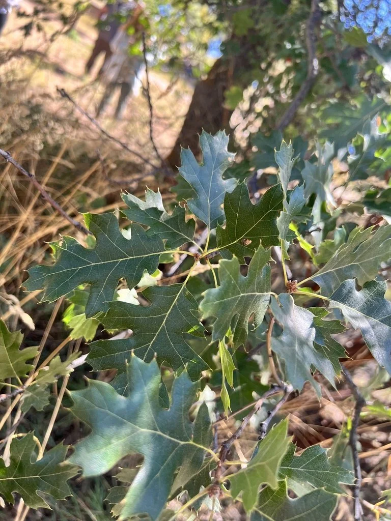     California black oak | Qwinily |  Quercus kelloggii   
 
The acorns from the black oak have been a dietary staple for tribes throughout California. They are a rich source of protein and fats, and can serve as materials for tools, utensils, and fu