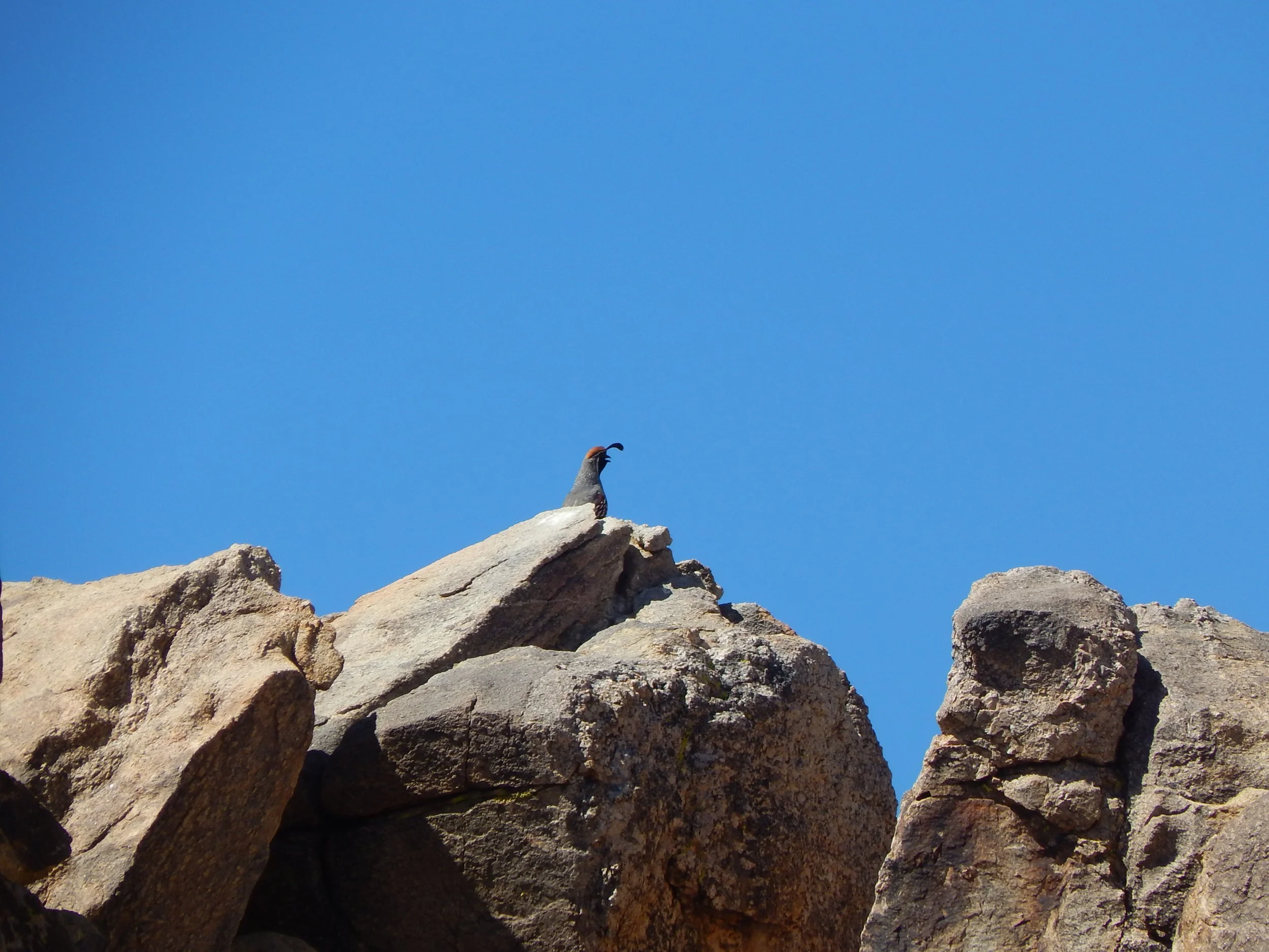     Gambel's quail |  Callipepla gambelii    
 
Quail have been recognized as the California state bird but they were also mentioned in both cultural storytelling and have been displayed symbolically on basketry. The bird was a significant food sourc