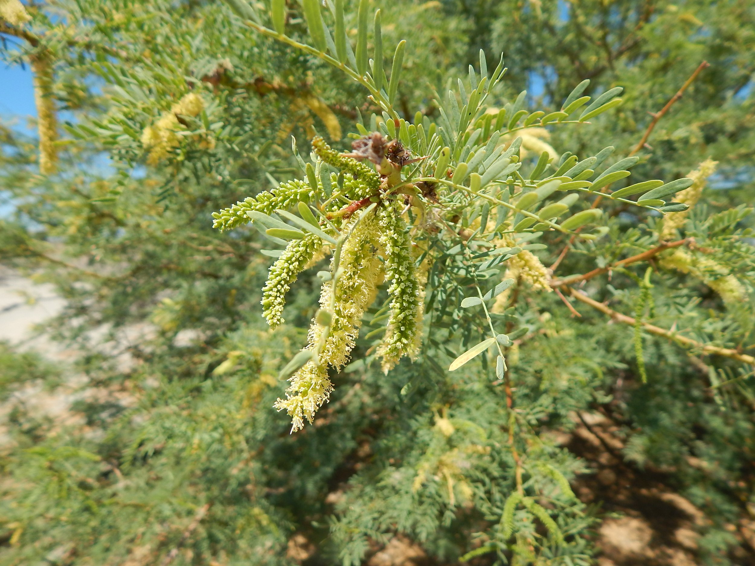     Honey mesquite | Ily |  Neltuma odorata     
 
Mesquite, including honey mesquite and screwbean mesquite, were used as an indicator that water sources were nearby in an otherwise barren area. Their roots access water deep below the desert surface