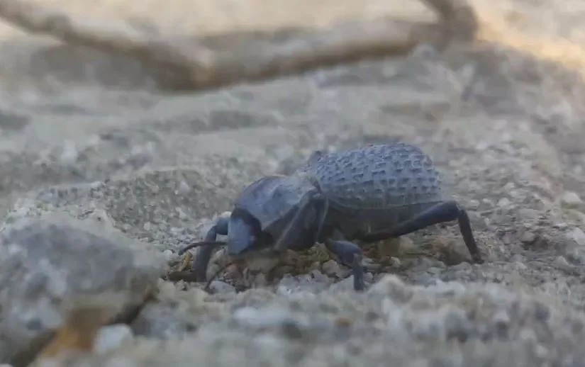     Blue death feigning beetle |   Asbolus verrucosus    
 
As discussed in our Community Voices interviews, the blue death feigning beetle has a key trait recognized by community members. As it’s name suggest, the beetle will freeze in it’s tracks w