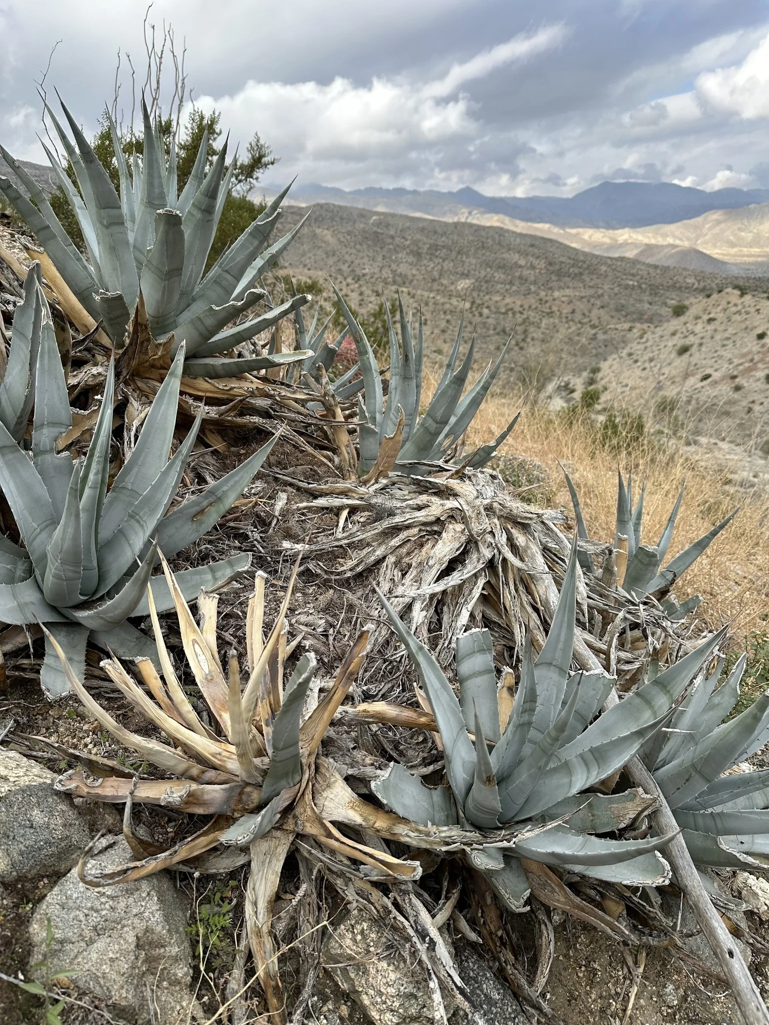    Desert agave | Amul |  Agave deserti   
 
Agave is historically recognized for its versatility. All sections of this plant can be eaten, processed into fibers or used as tools such as needles, rope, and fabrics. They were also used in ceremonial p
