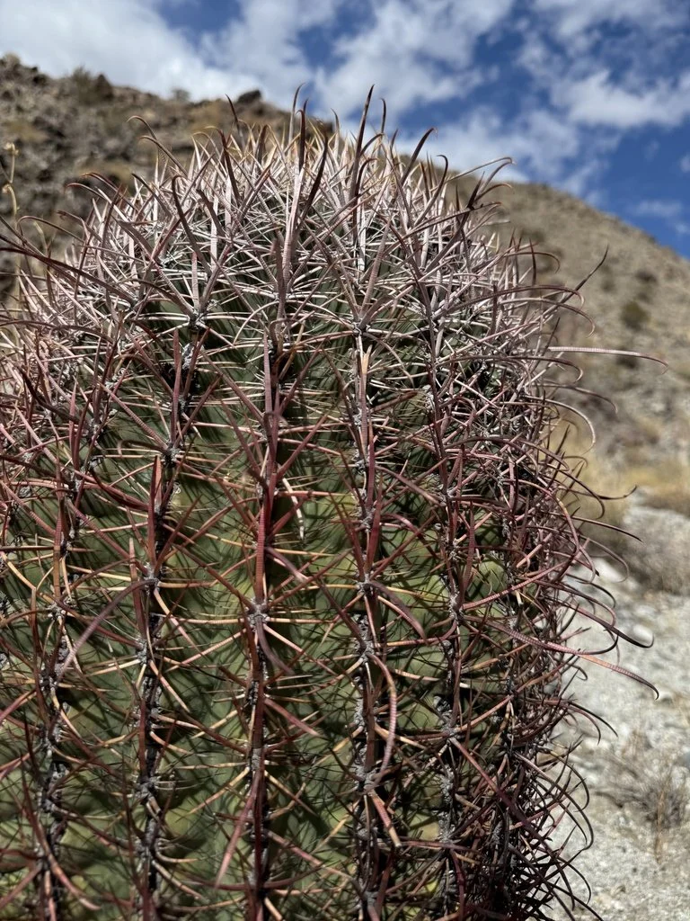    California barrel cactus | Kupash |  Ferocactus cylindraceus   
 
The California barrel cactus has multiple uses, the most common being a food source. This cactus bears fleshy fruits (also known as Kupachem), edible flowers, and seeds that all wer