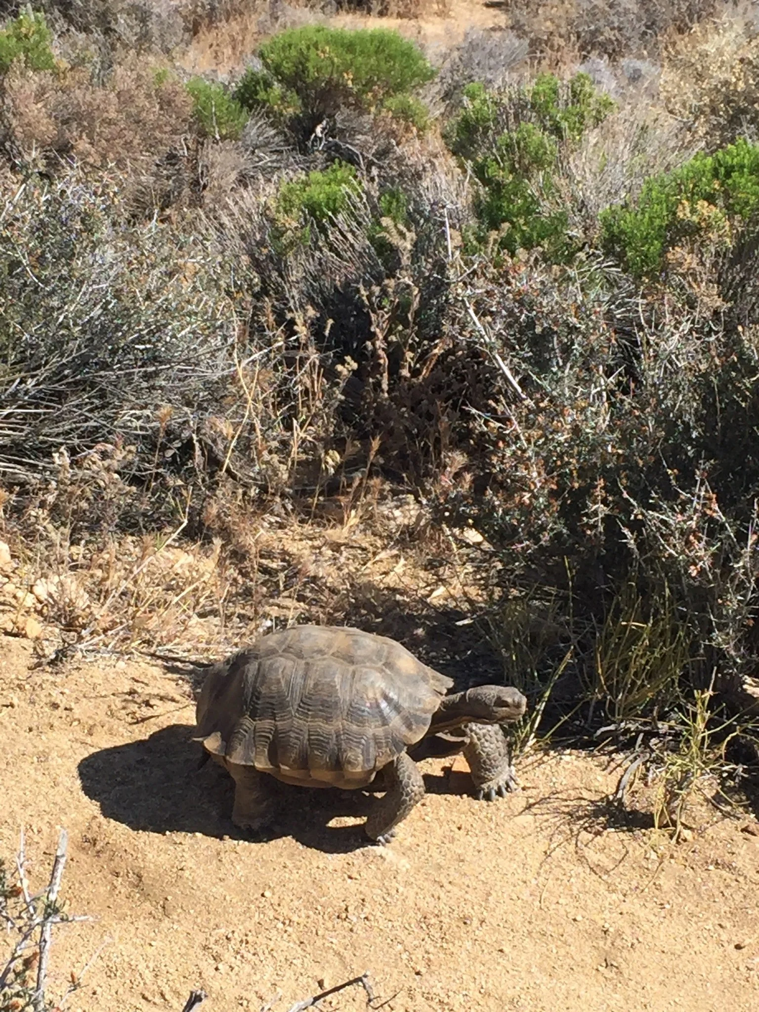     Desert Tortoise |   Gopherus agassizii     
 
Desert tortoises are a threatened species in California. Their lifespan can exceed 50 years and may indicate the health of the ecosystem it resides in. Many are being affected by urban development.