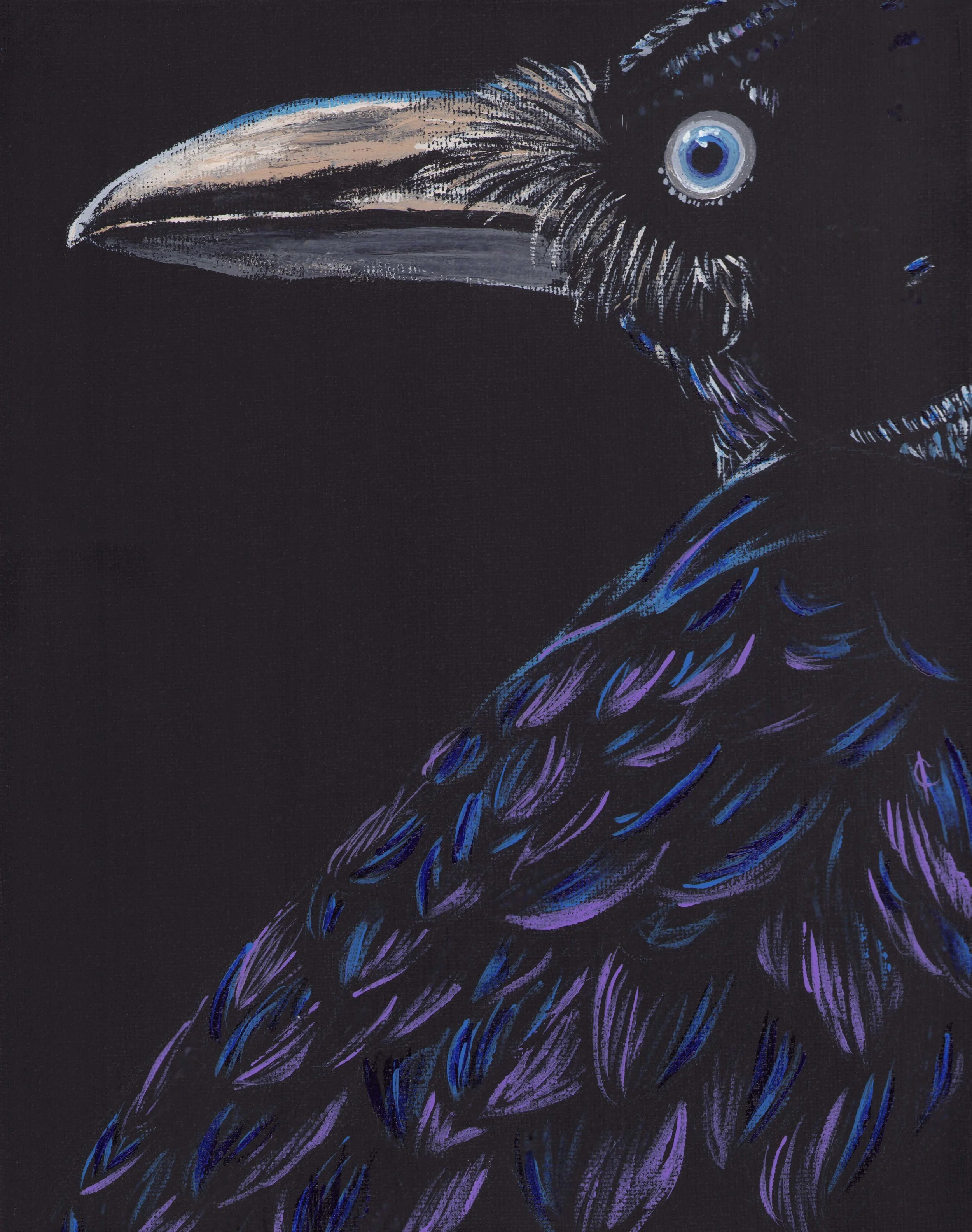Licorice the Raven