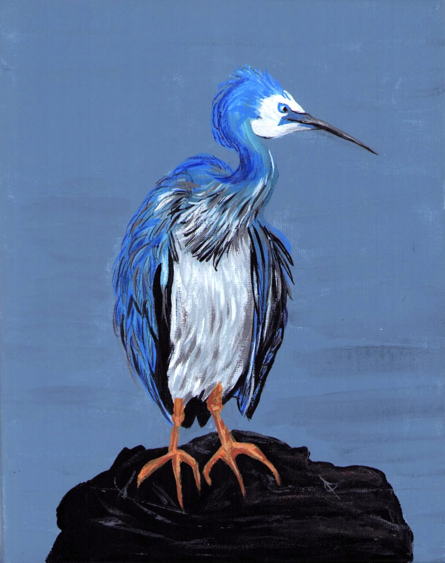 White Face Heron Scan Edited.JPG