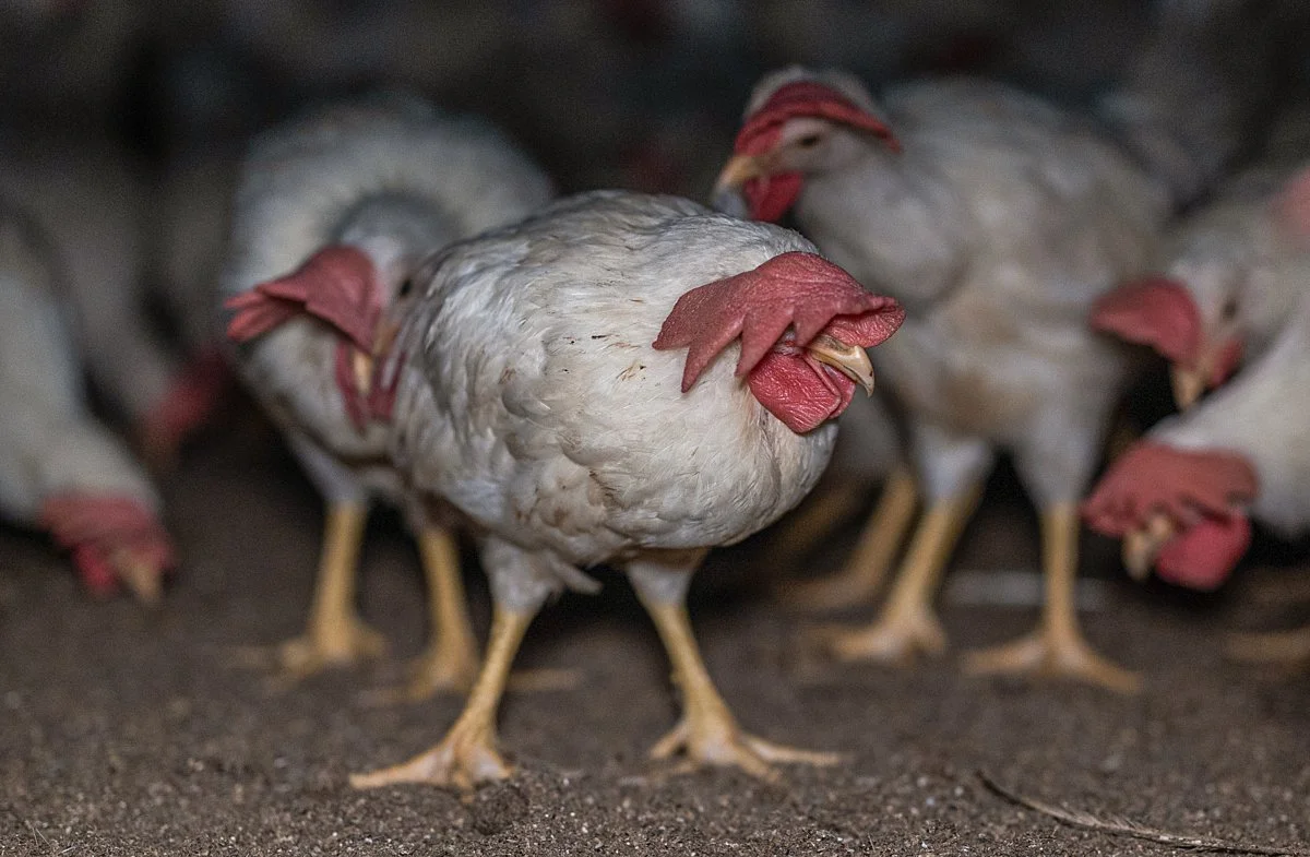 depressed chickens deprived of will to live