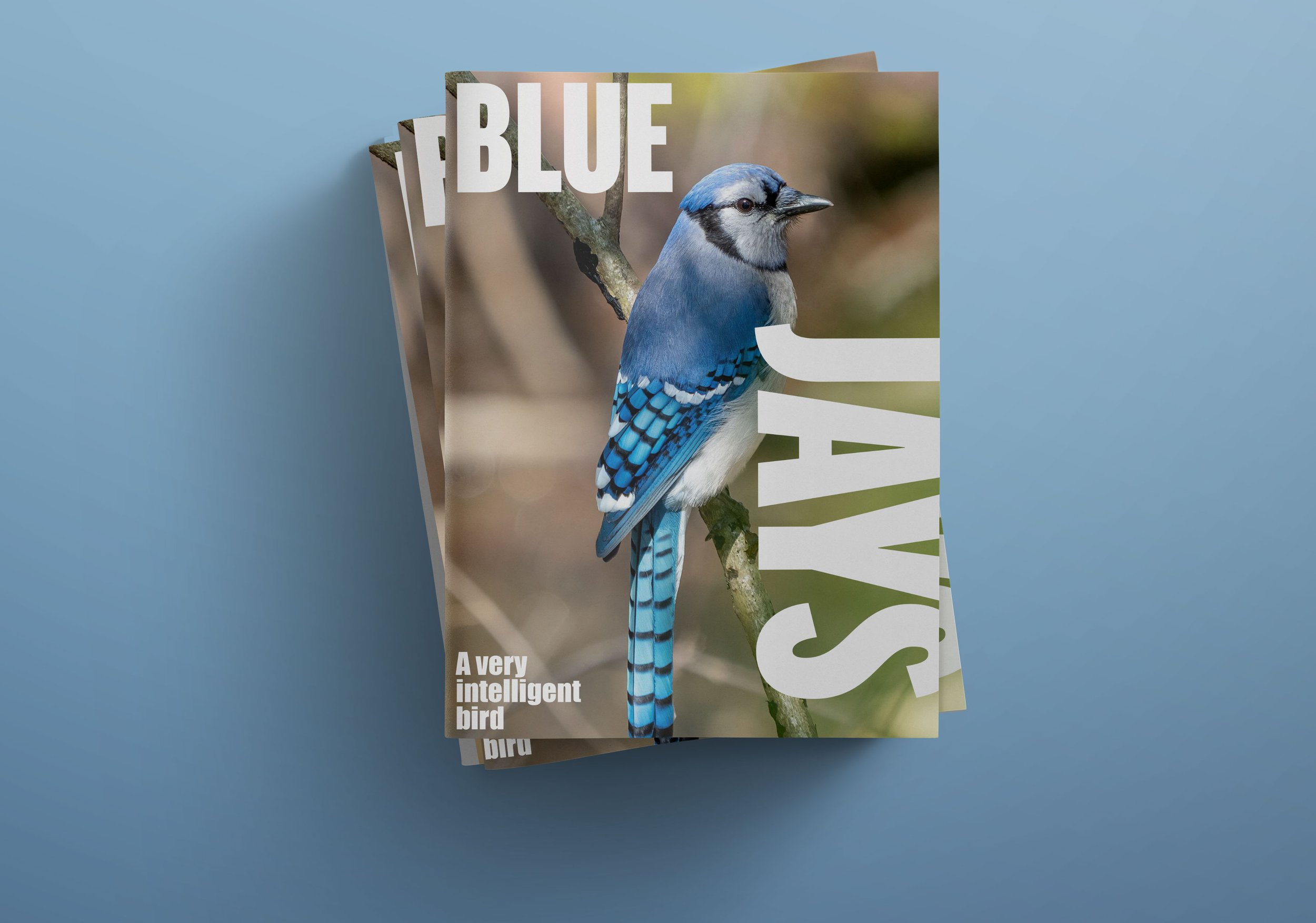 BLUE JAY MAGAZINE
