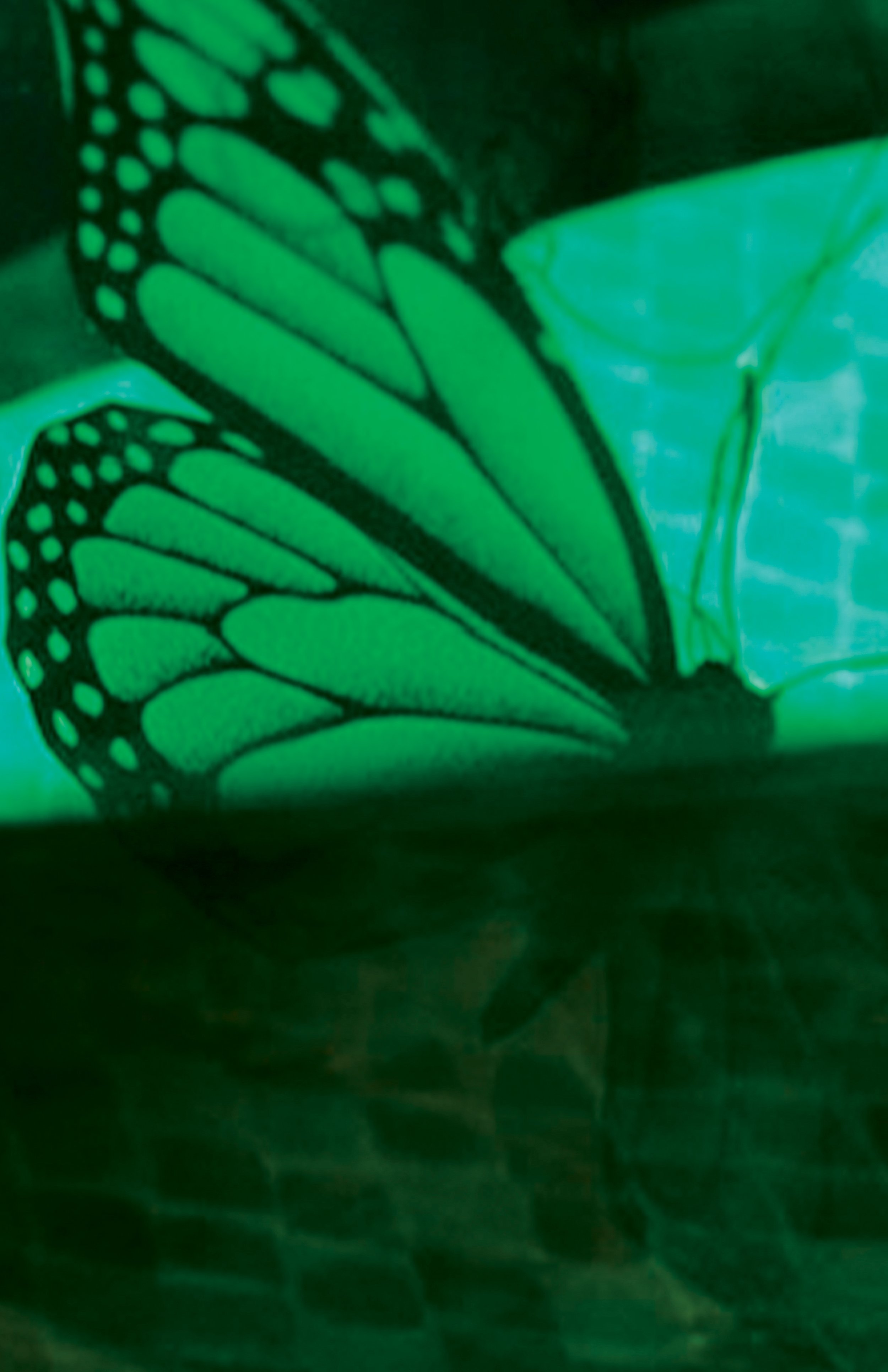 Final-Butterfly-#3.jpg