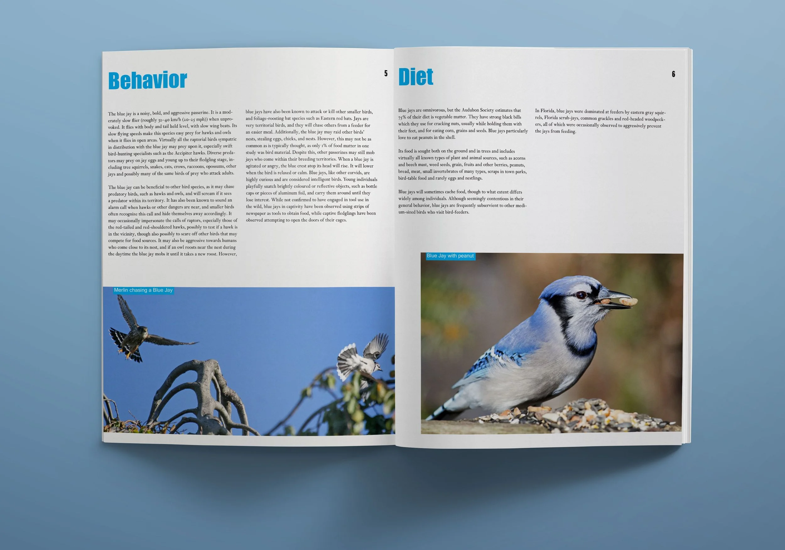 Blue-Jay-Magazine-(Revised-Dec-14).jpg