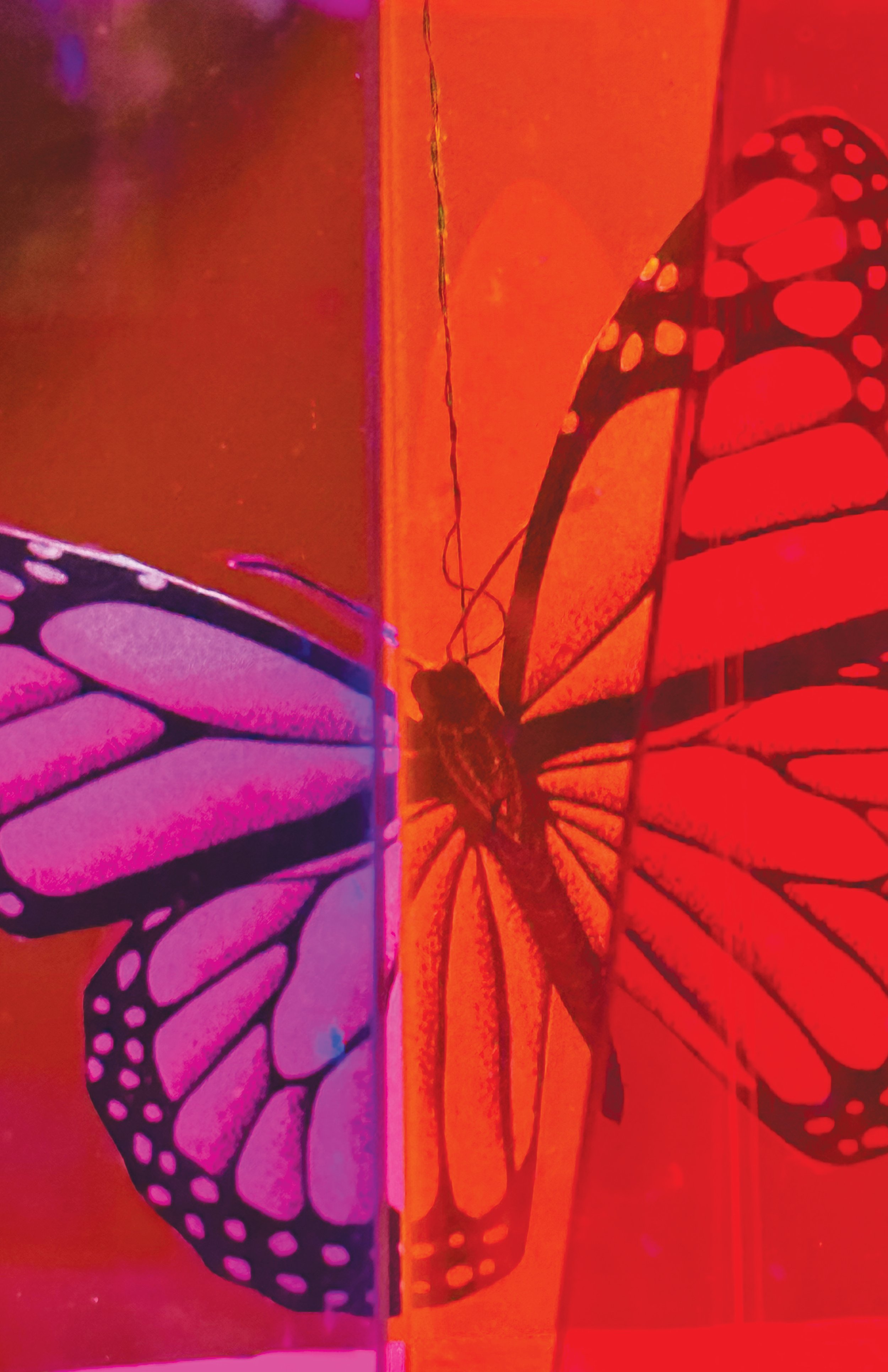 final-butterfly-#8.jpg