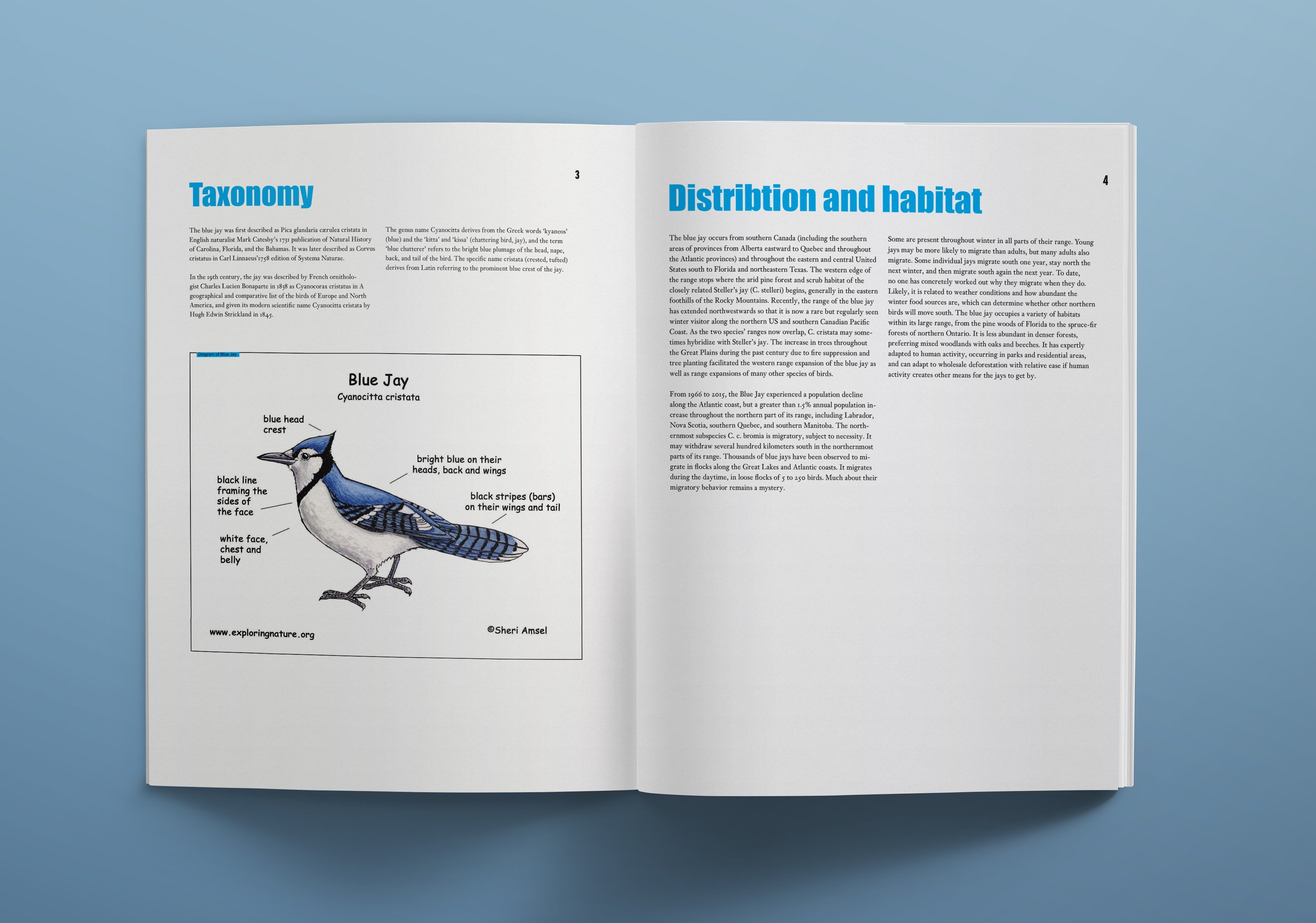Blue-Jay-Mag-(Another-Spread)-.jpg