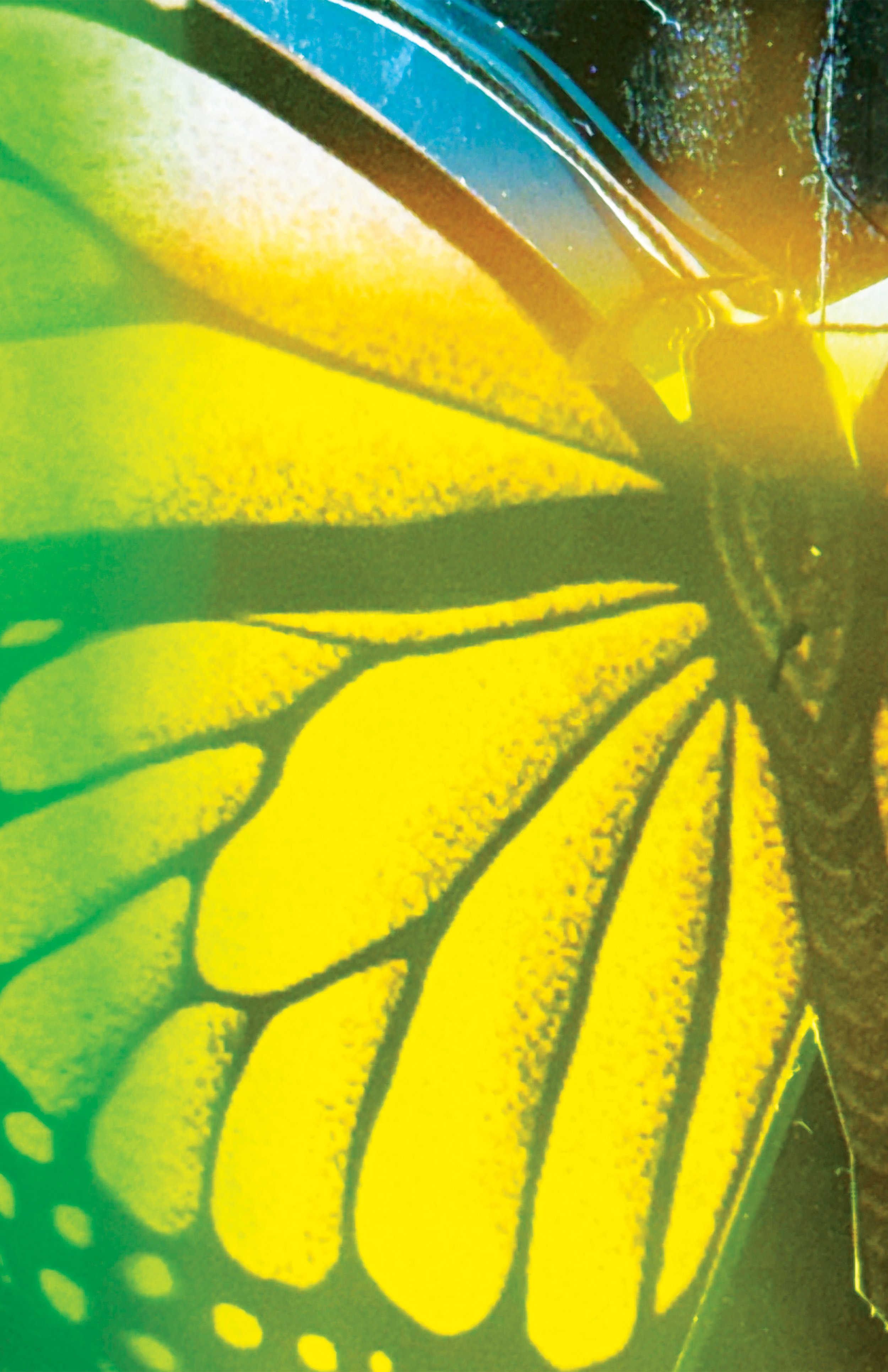final-butterfly-#5.jpg
